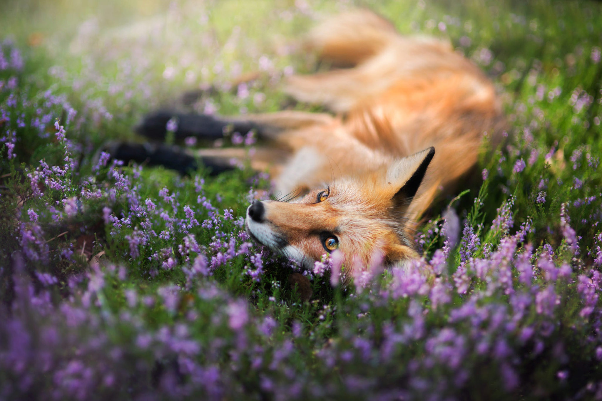 Fox Purple Flower Wildlife Wallpaper - Resolution:2048x1365 - ID 