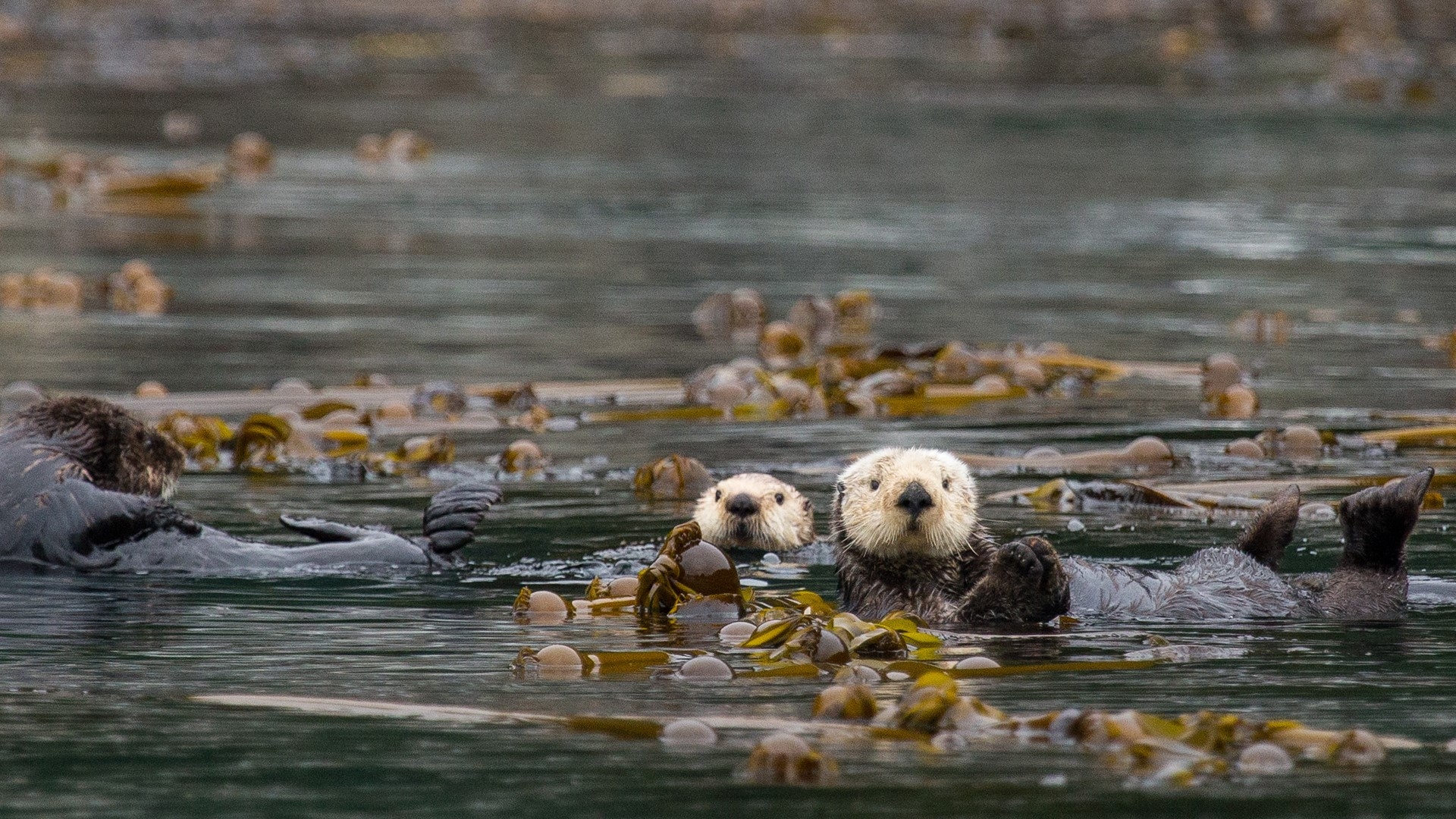 Nature Animals Sea Otters 1920x1080