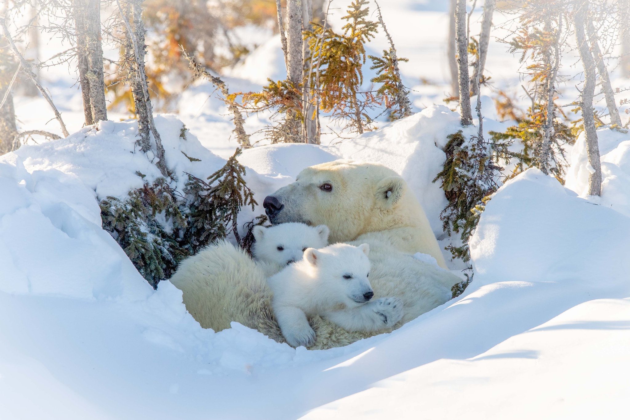 Baby Animal Cub Polar Bear Snow Wildlife Predator Animal 2048x1365