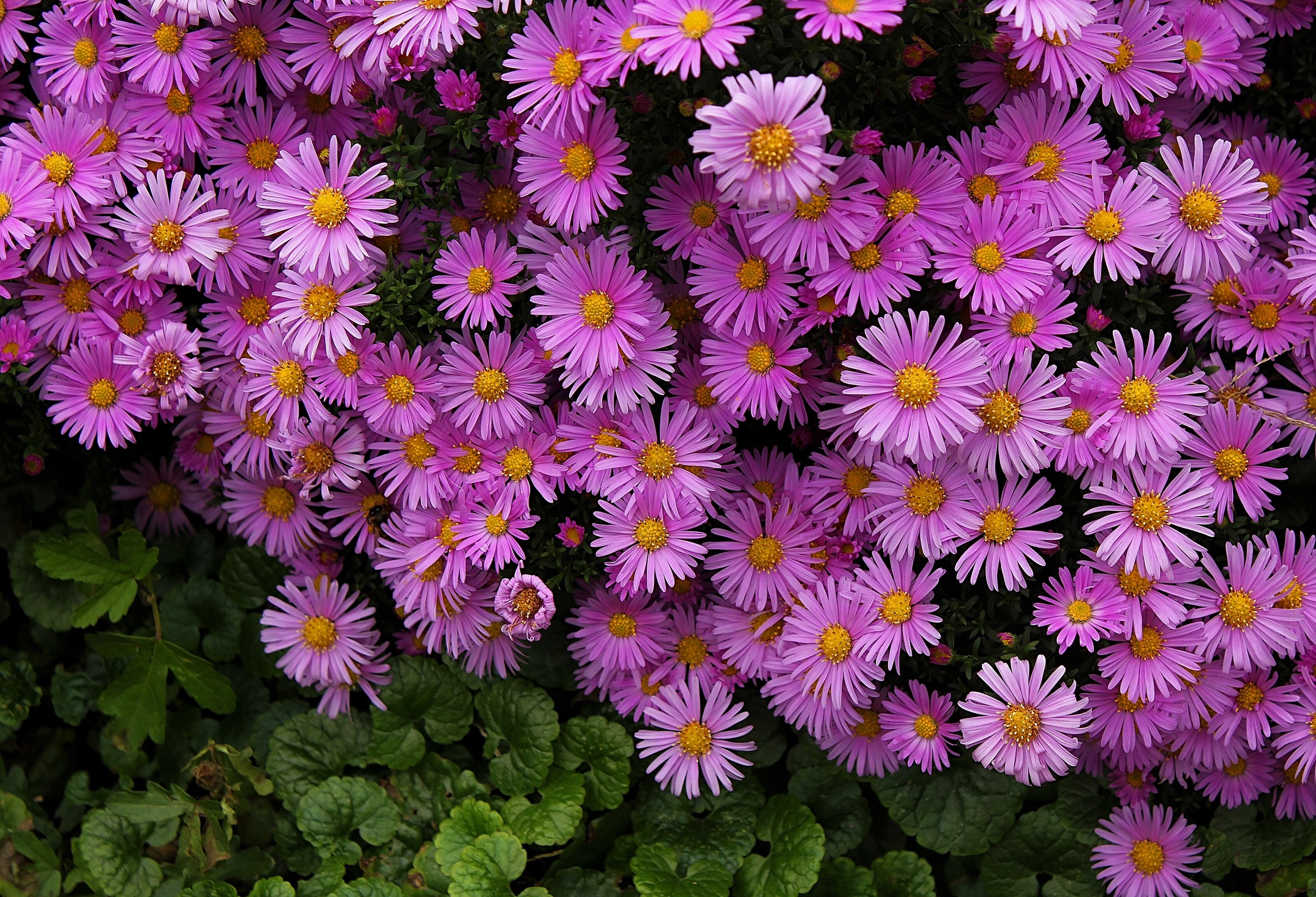 Daisy Earth Flower Purple Flower 2421x1651