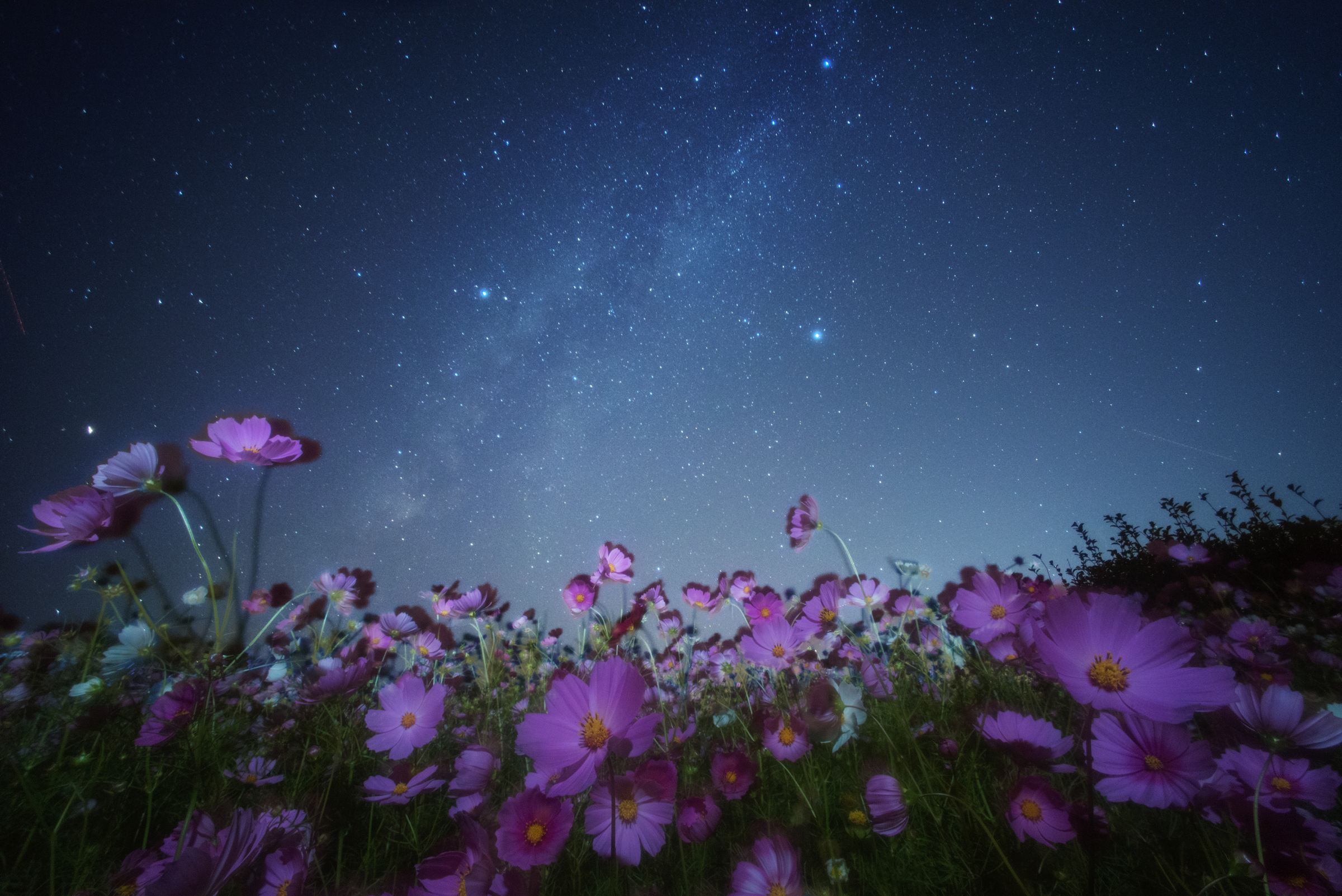 Cosmos Flower Nature Night Pink Flower Sky Starry Sky Stars 2400x1602