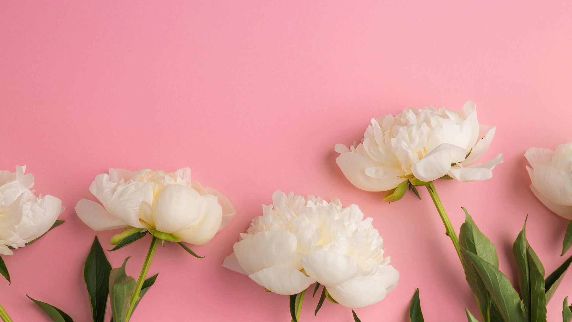 Flowers White Peonies White Flowers Pink Background Nature 1920x1080