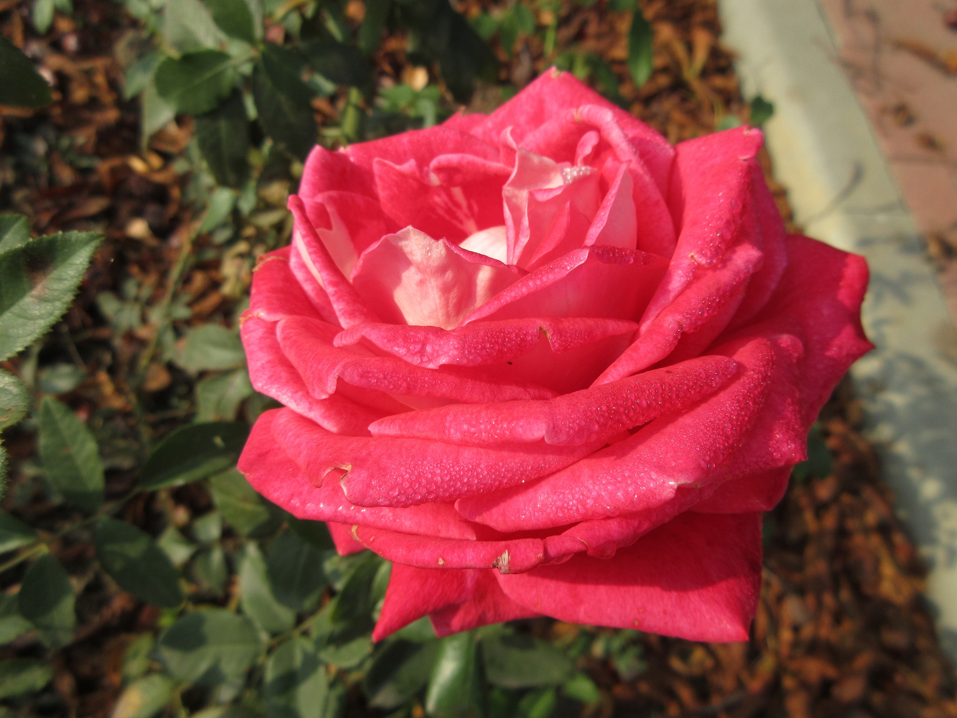 Rose 1920x1440