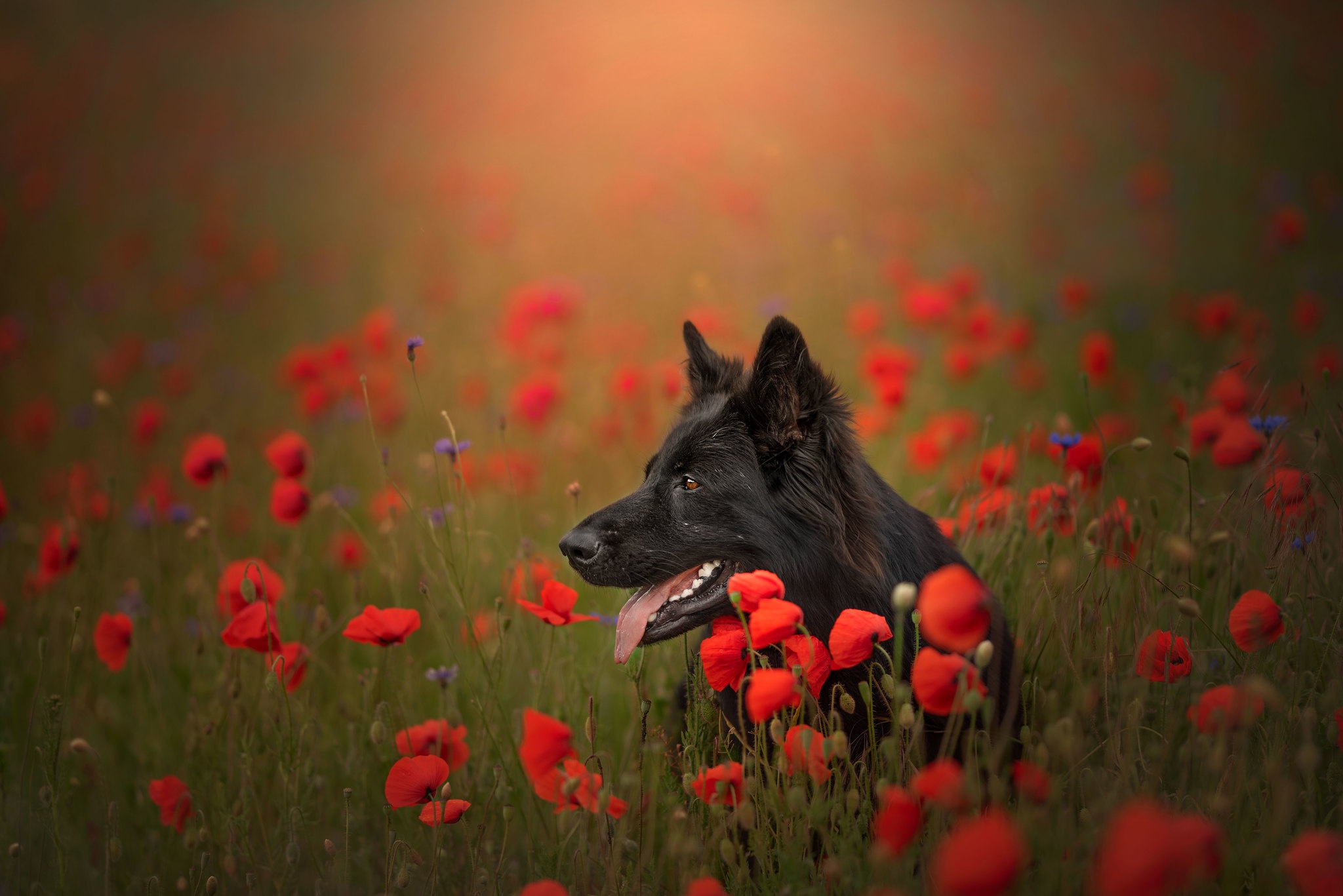 Dog German Shepherd Poppy Red Flower 2048x1367