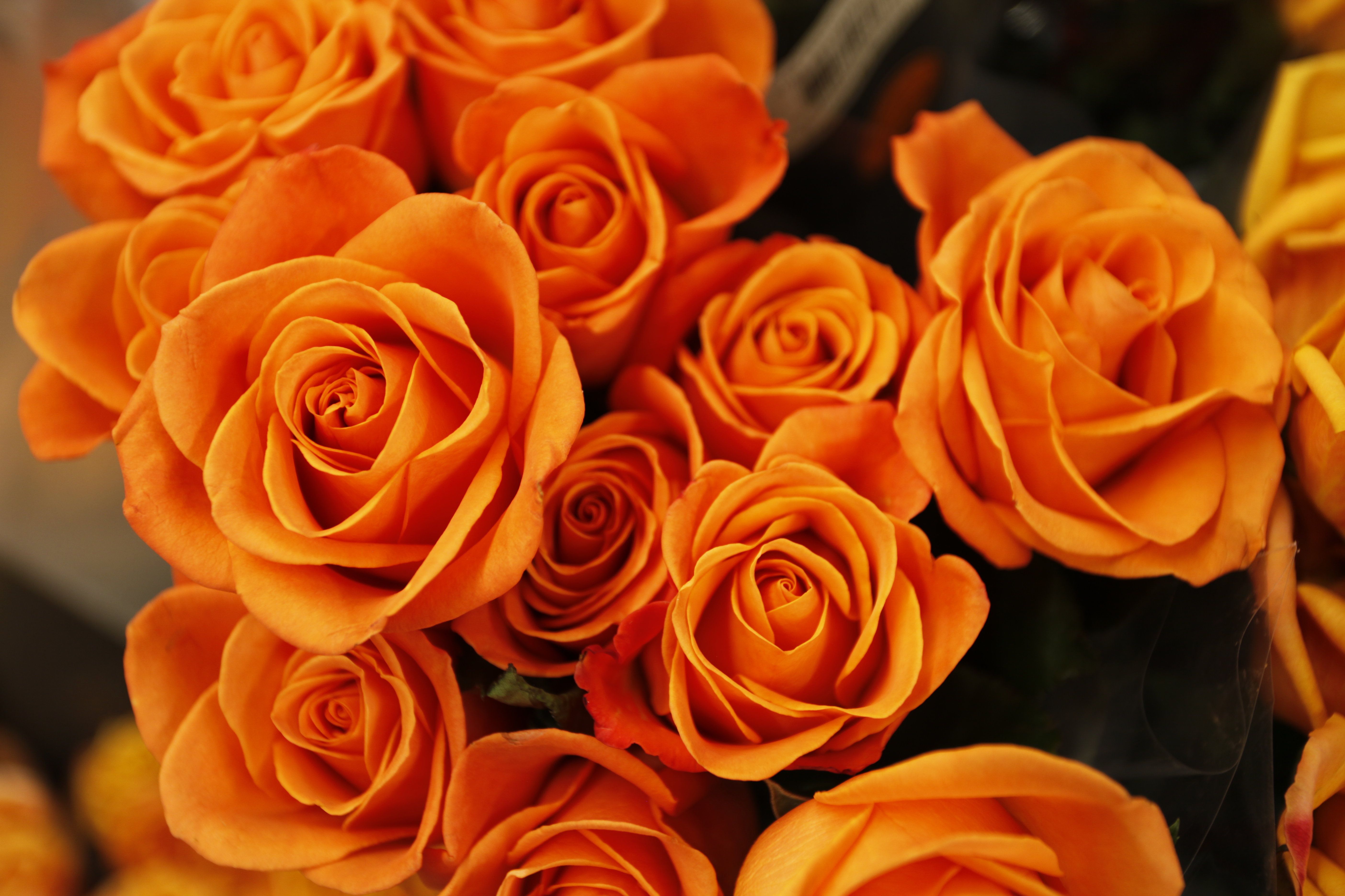 Flower Orange Flower Rose 5616x3744