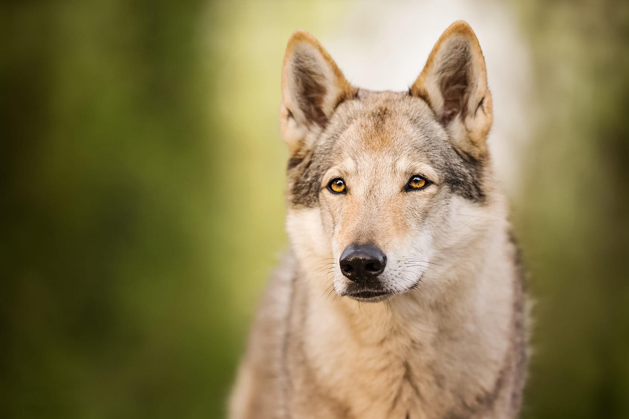 Czechoslovakian Wolfdog Wildlife Wolf Predator Animal 2048x1366