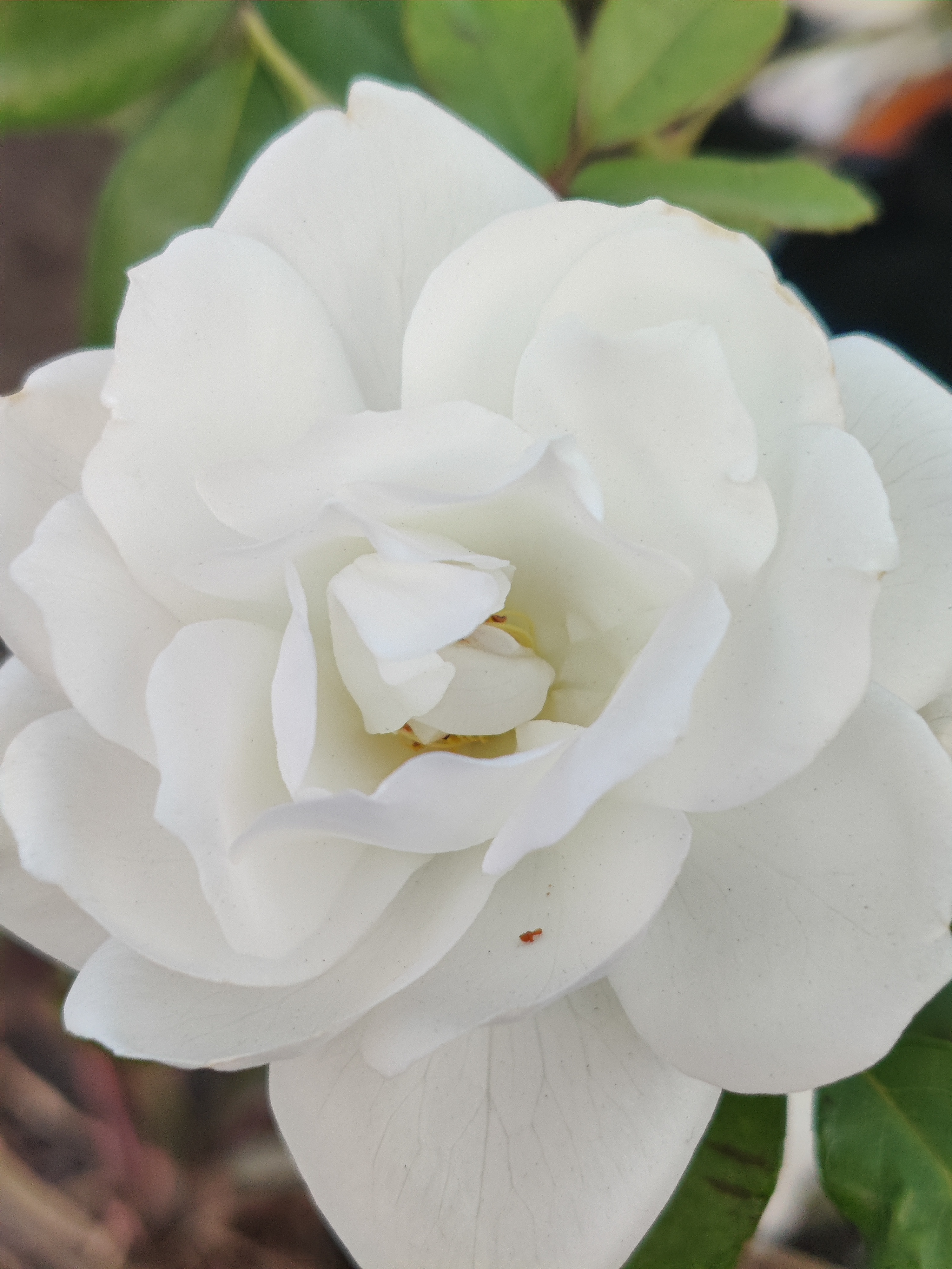 Flowers White Rose Rose 3000x4000