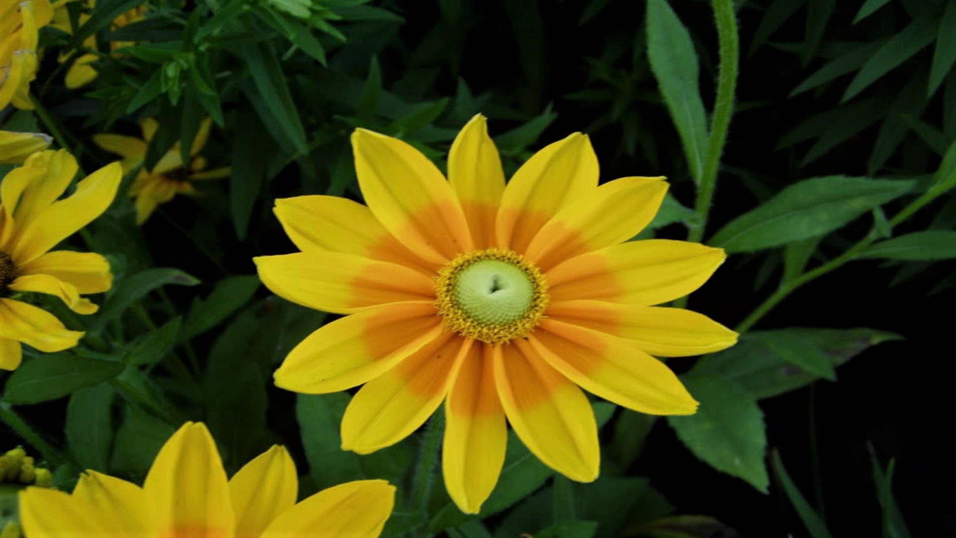Flower Rudbeckia Yellow Flower 1920x1080