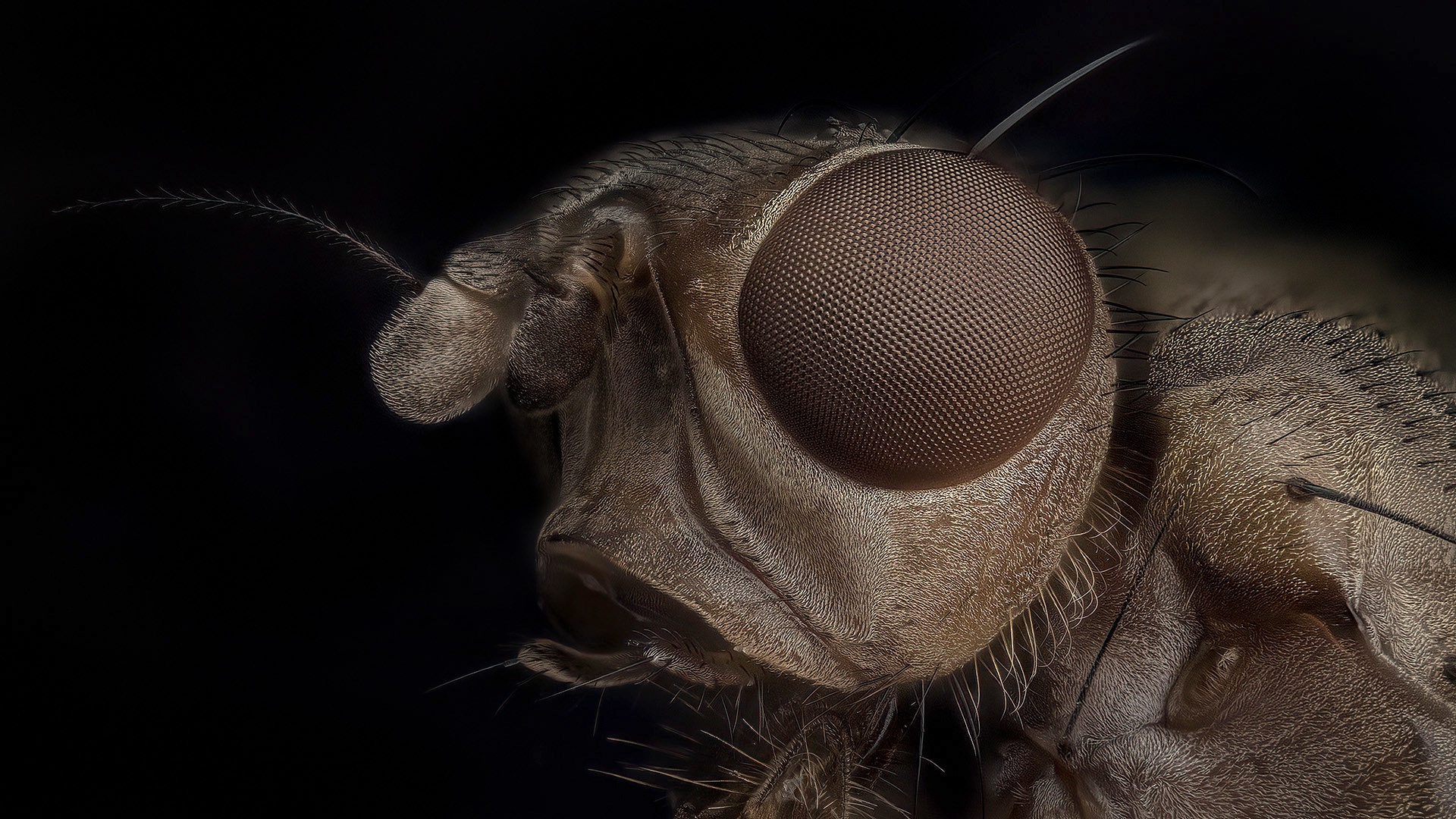 Fly Insect Macro 1920x1080