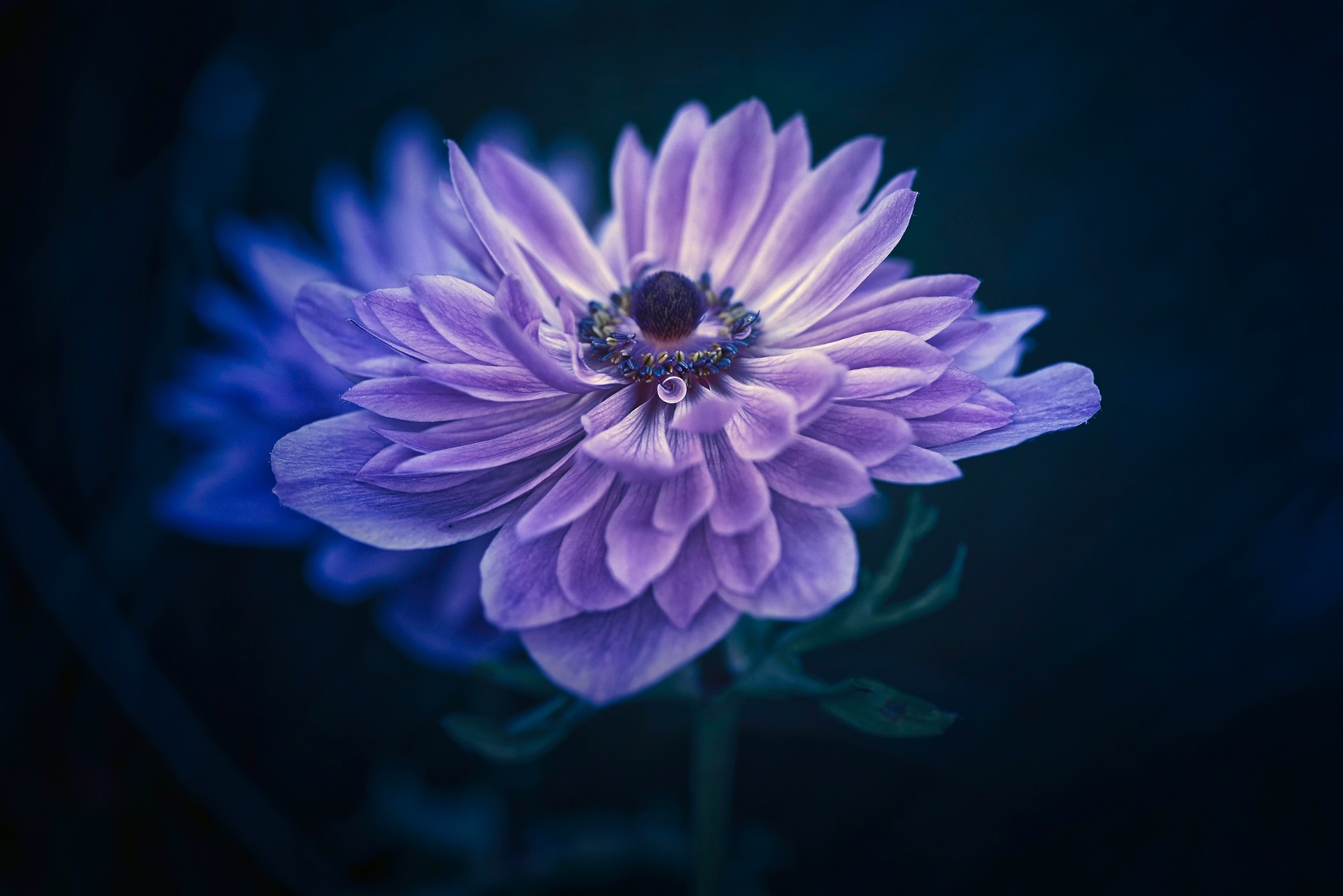 Dew Flower Macro Petal Purple Flower 2048x1367