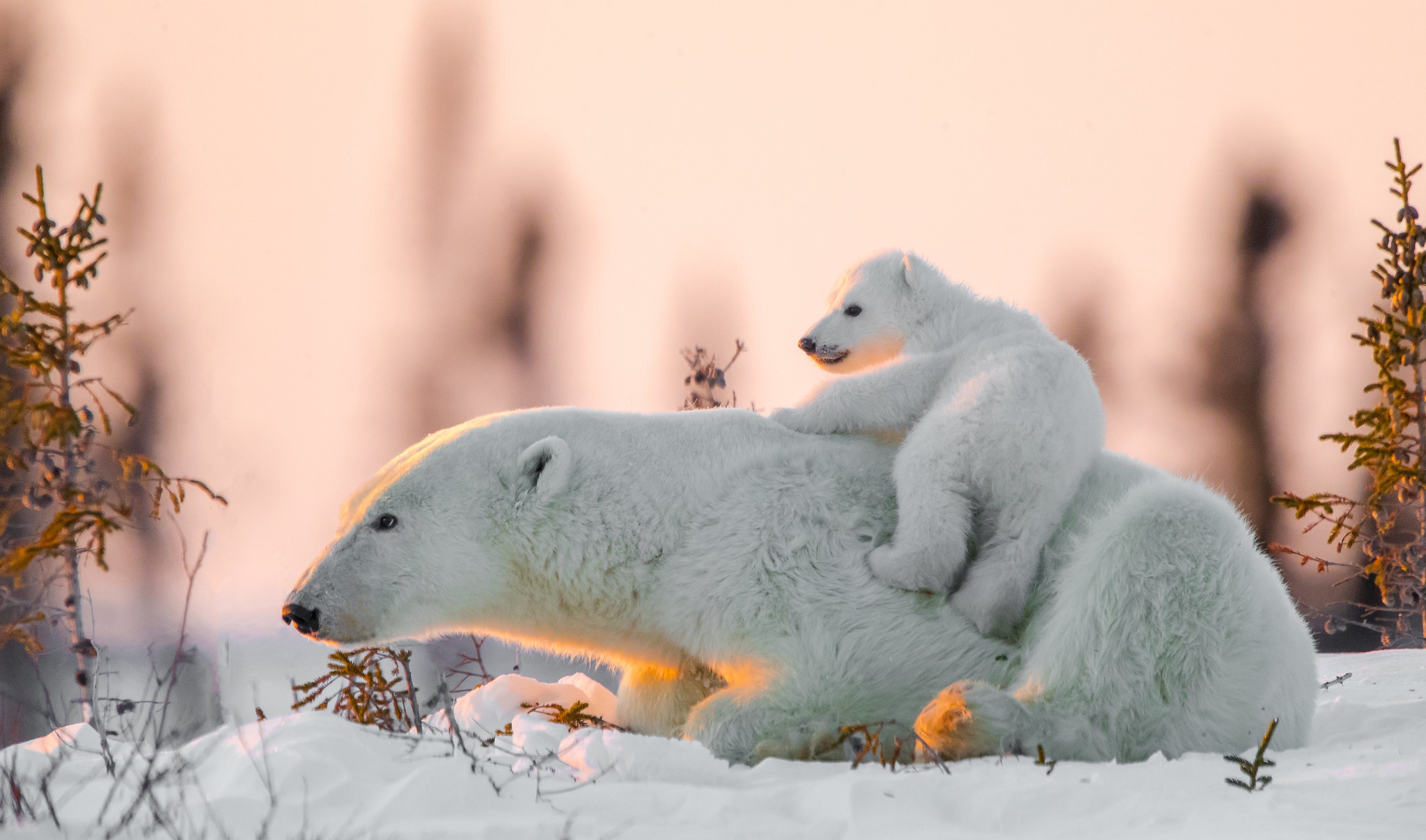 Baby Animal Bear Cub Polar Bear Snow Wildlife Predator Animal 2048x1207