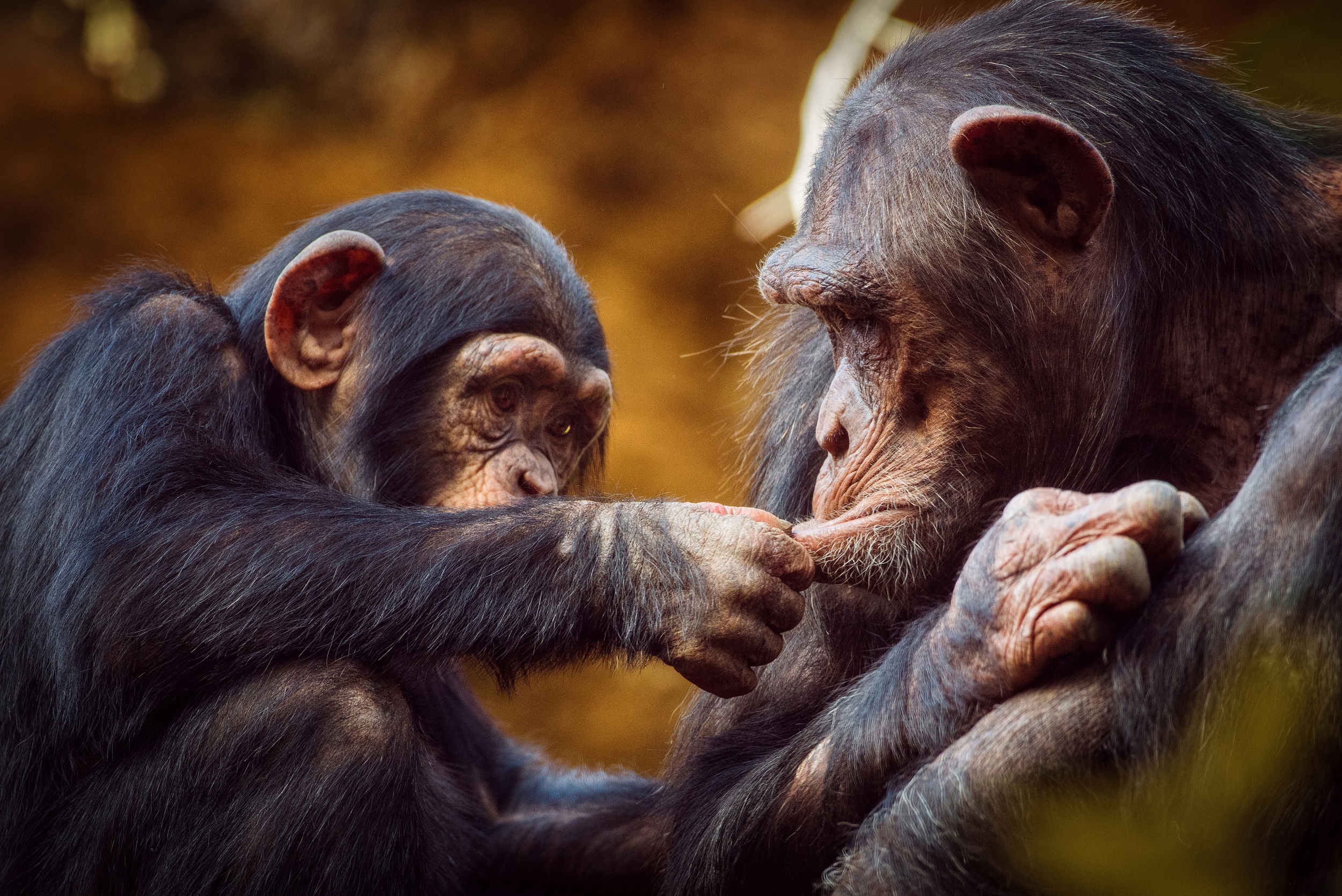 Baby Animal Chimpanzee Monkey Primate 2500x1669
