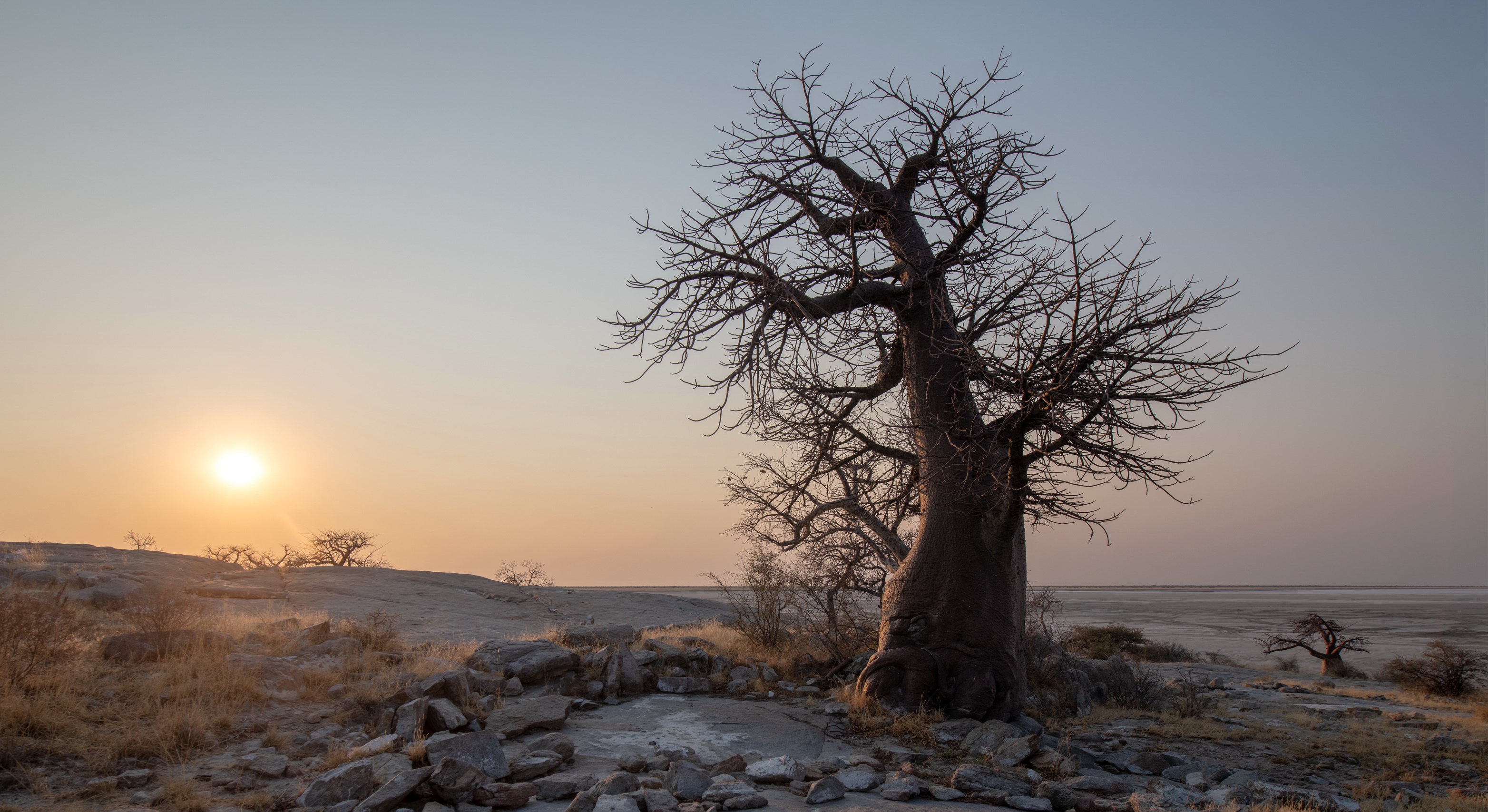Botswana Nature Outdoors Landscape Trees Sunset 3128x1707