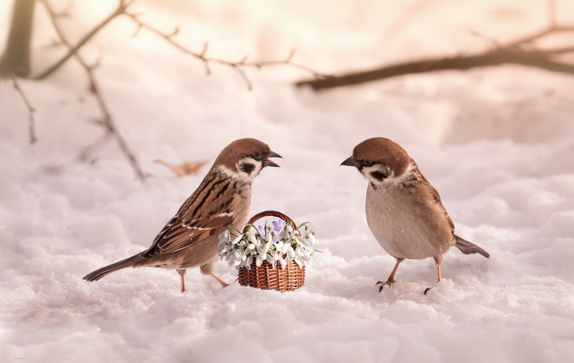 Basket Bird Flower Snow Snowdrop Sparrow 1920x1214