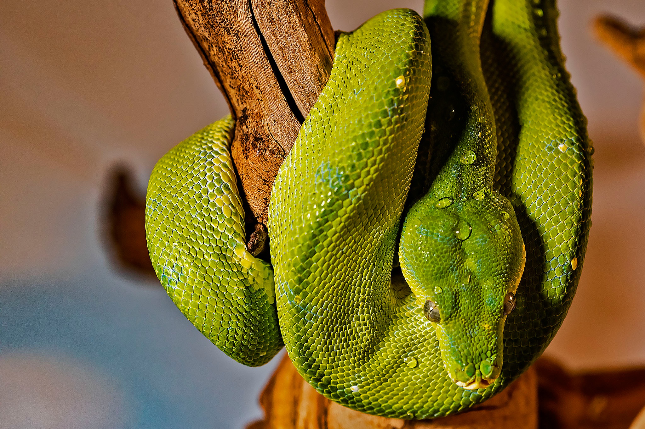 Snake Tree Python Wildlife 2048x1365