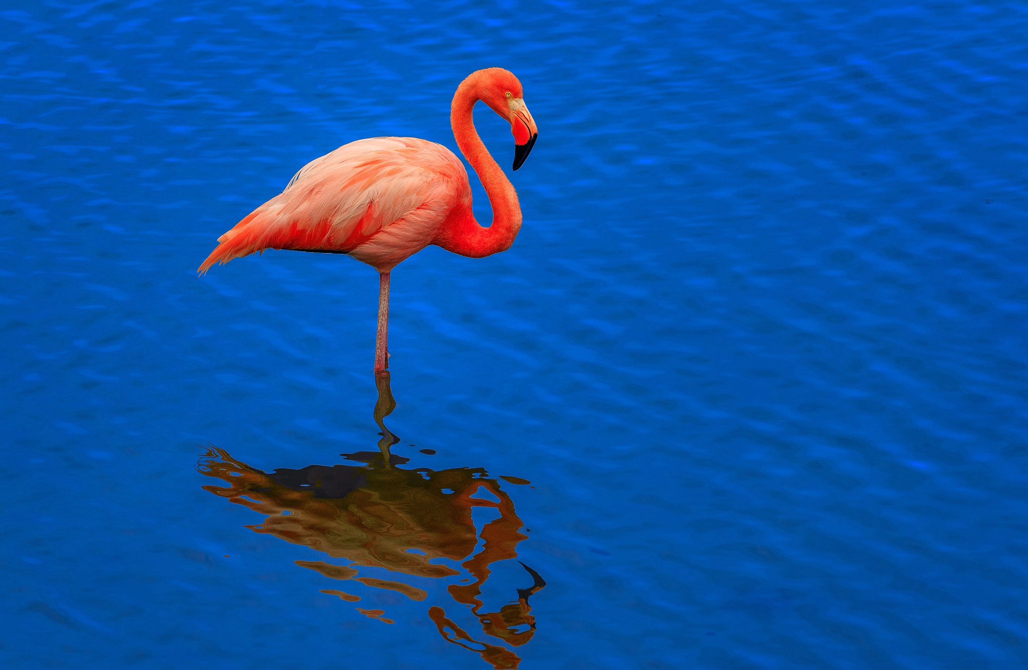 Bird Flamingo Reflection Wildlife 2048x1334