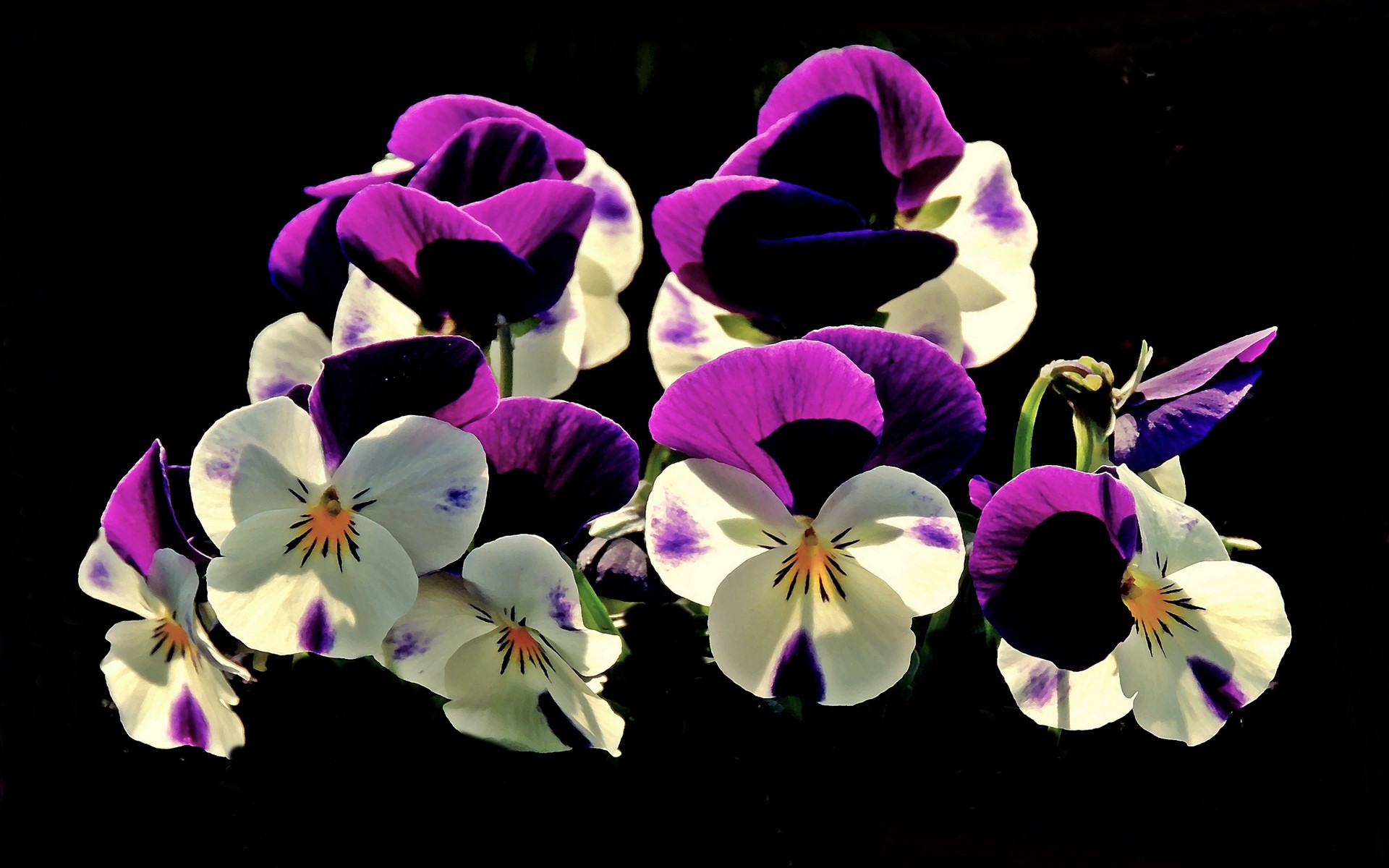 Earth Flower Pansy Purple Flower White Flower 1920x1200