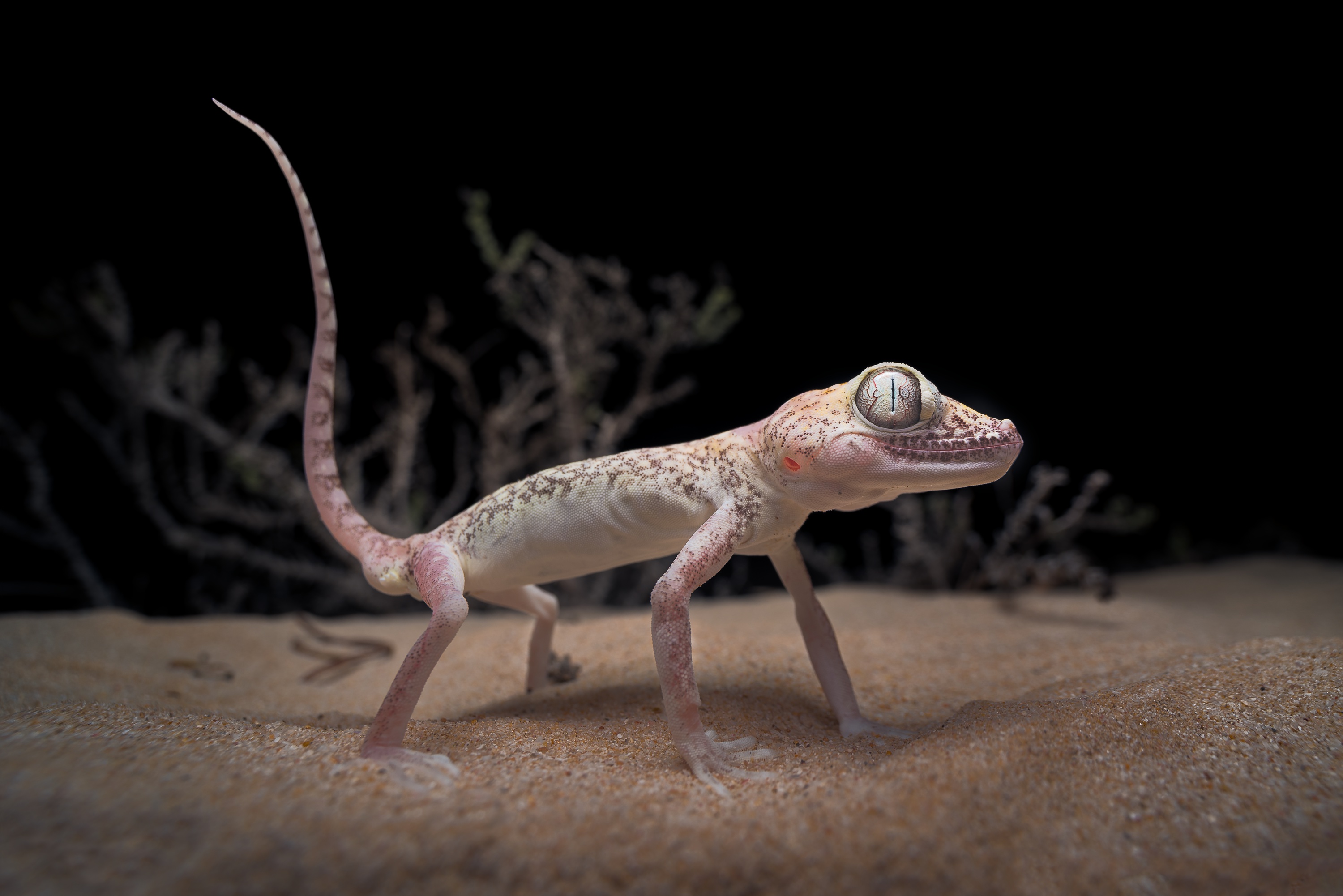 Gecko Lizard Sand 3000x2002