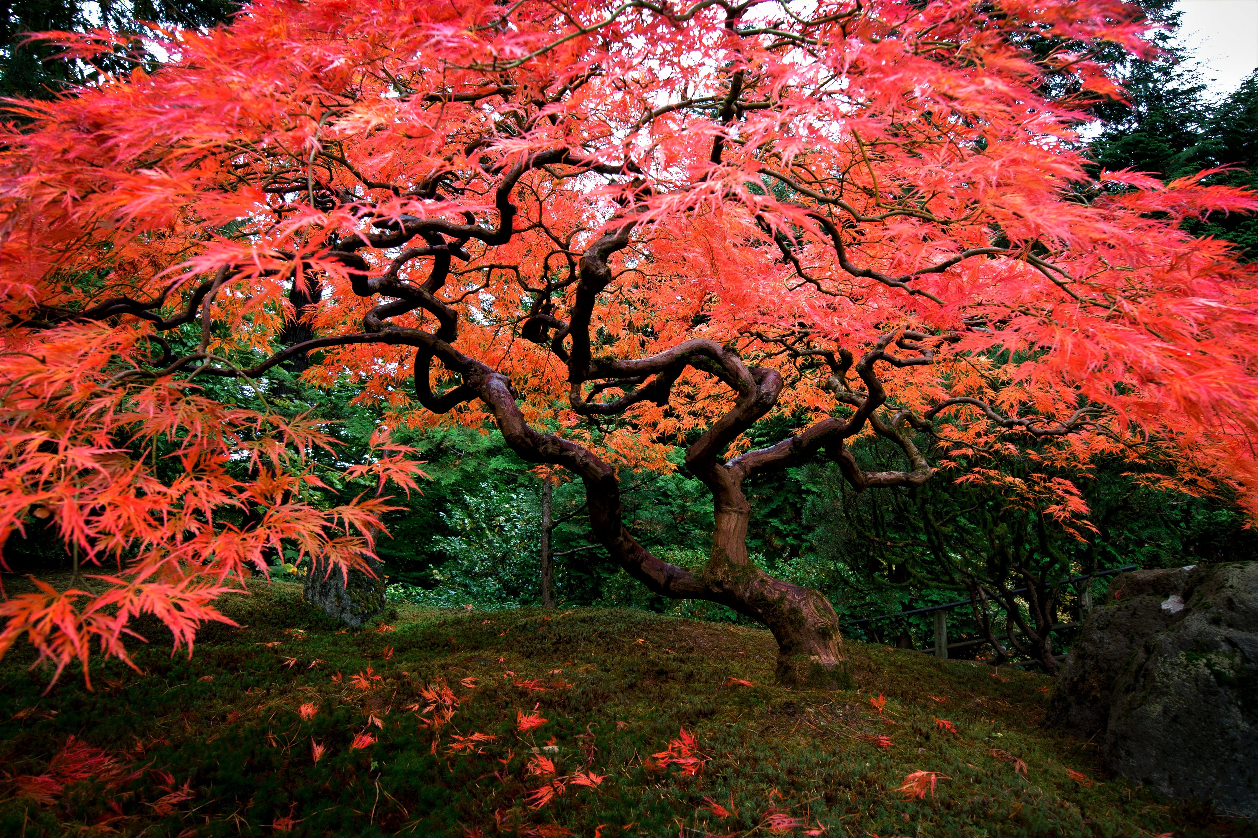 Fall Foliage Oak Tree 4271x2846