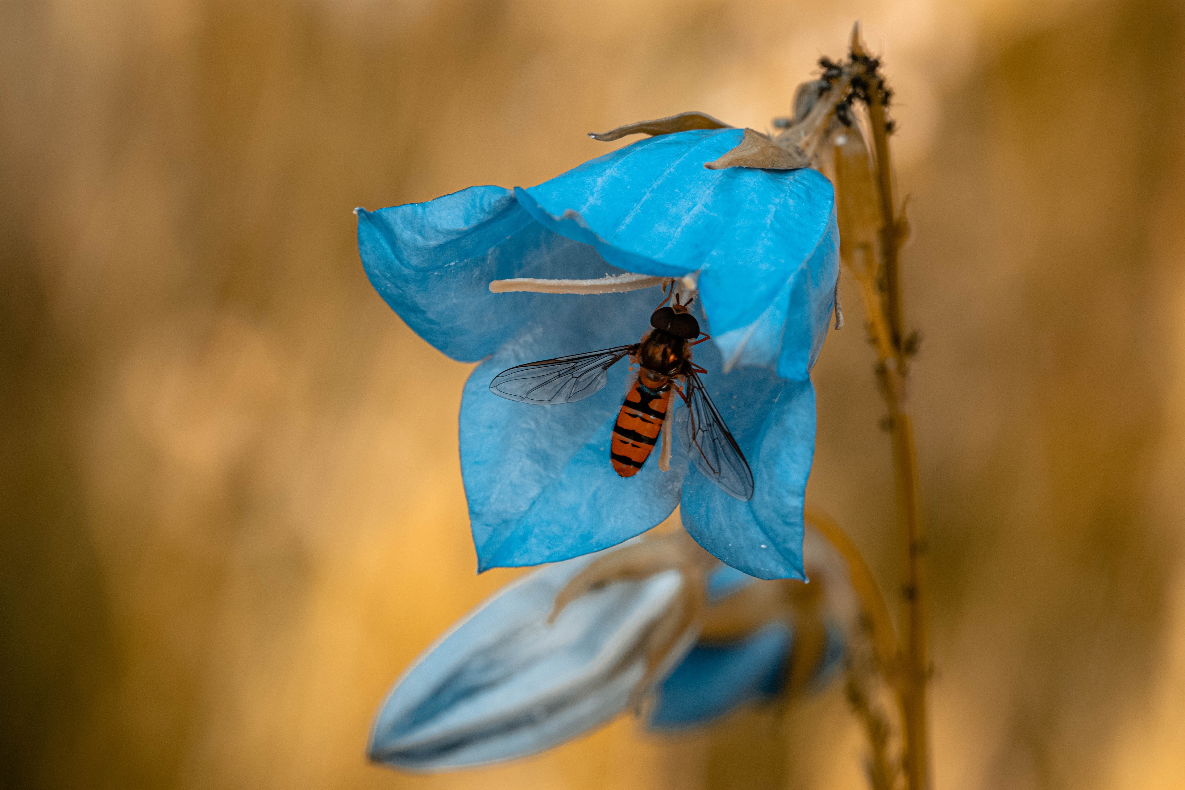Bellflower Blue Flower Fly Insect Macro 3840x2560