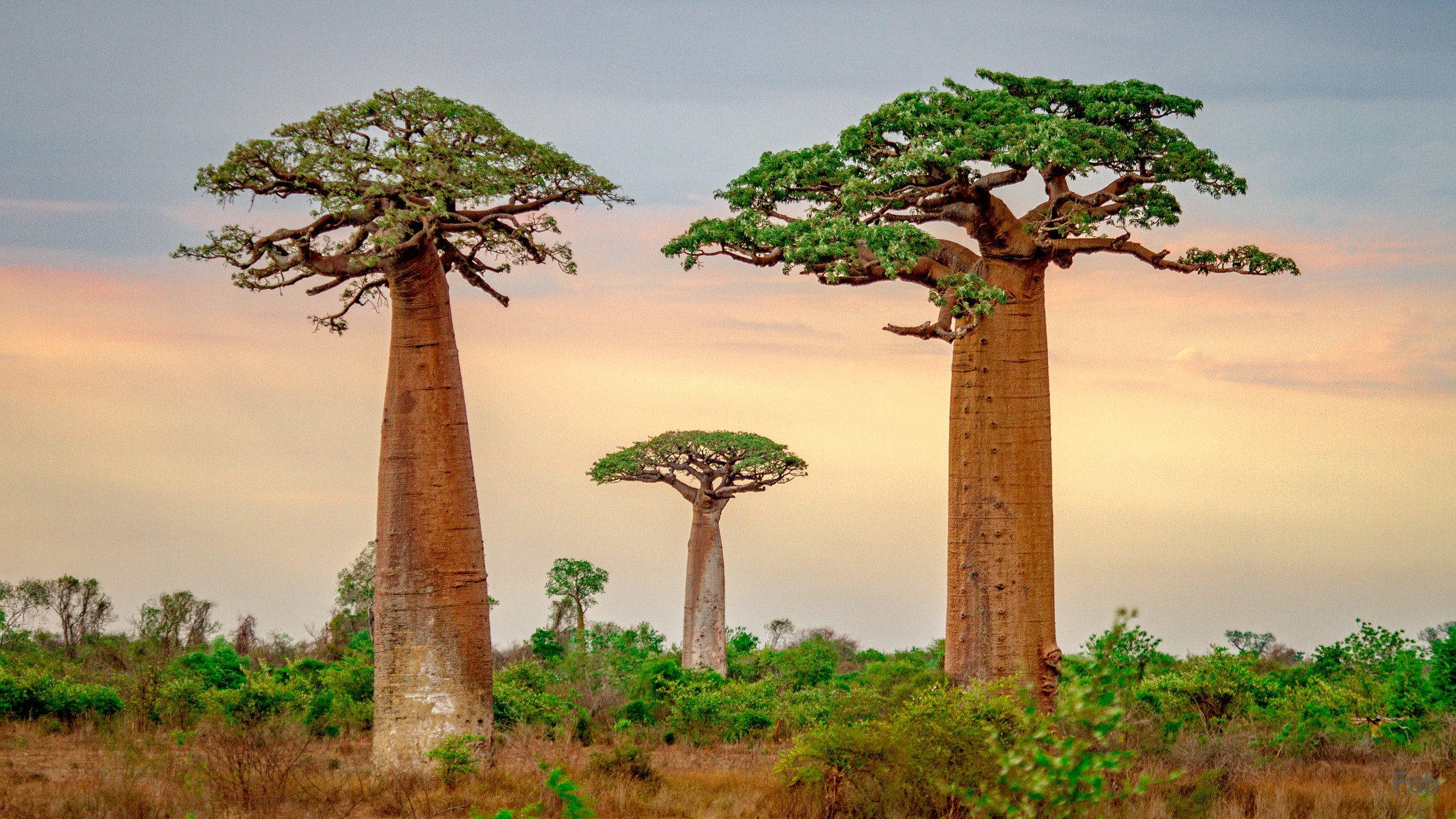 Baobab Tree Madagascar Tree 2048x1152