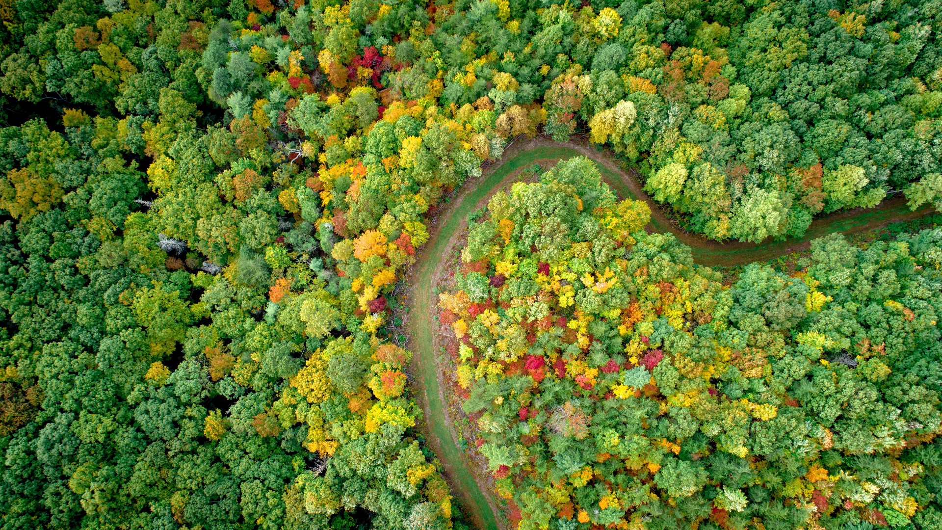 Nature Trees Forest Fall Road Rainforest Drone Photo 1920x1080