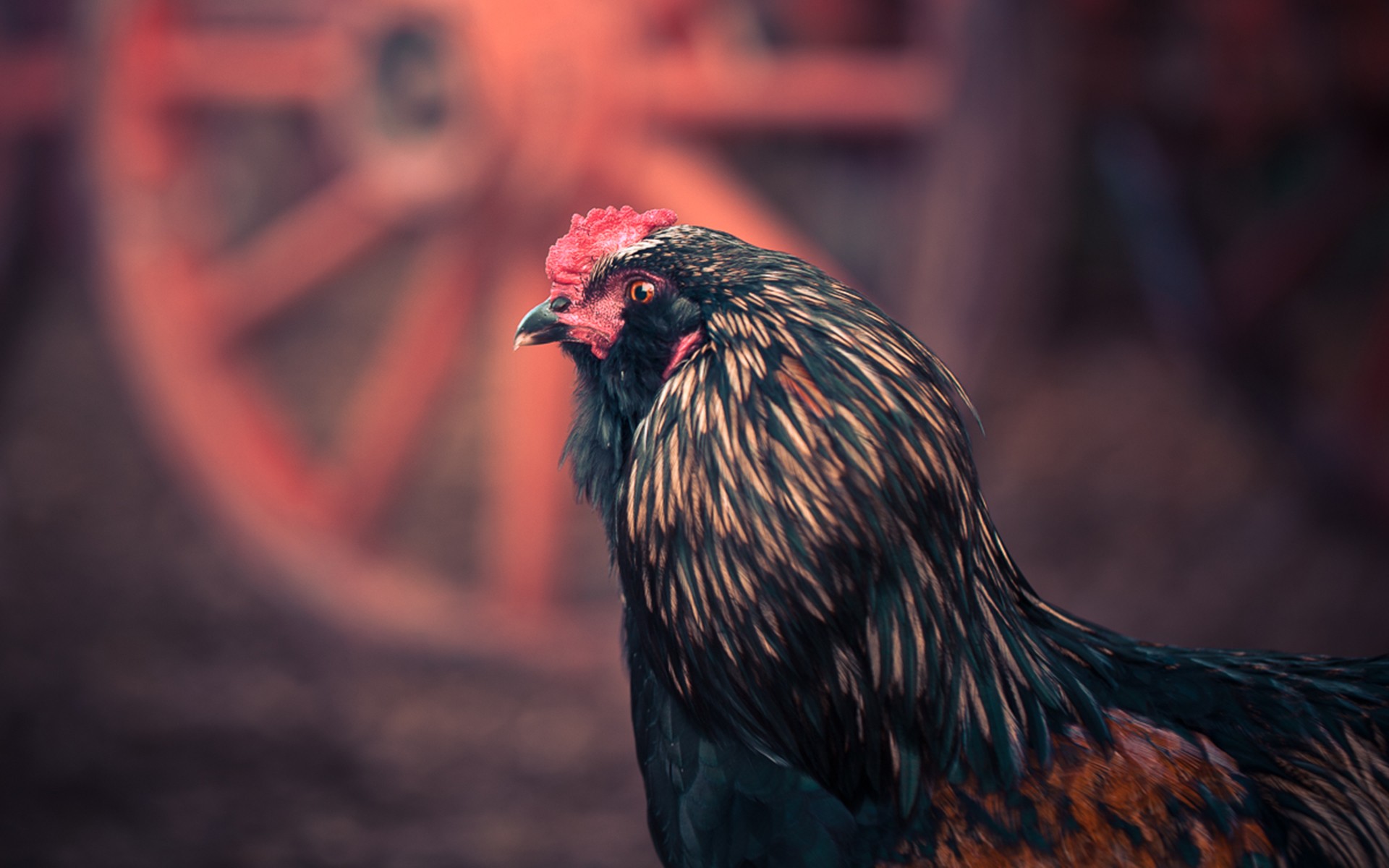 Animal Chicken 1920x1200