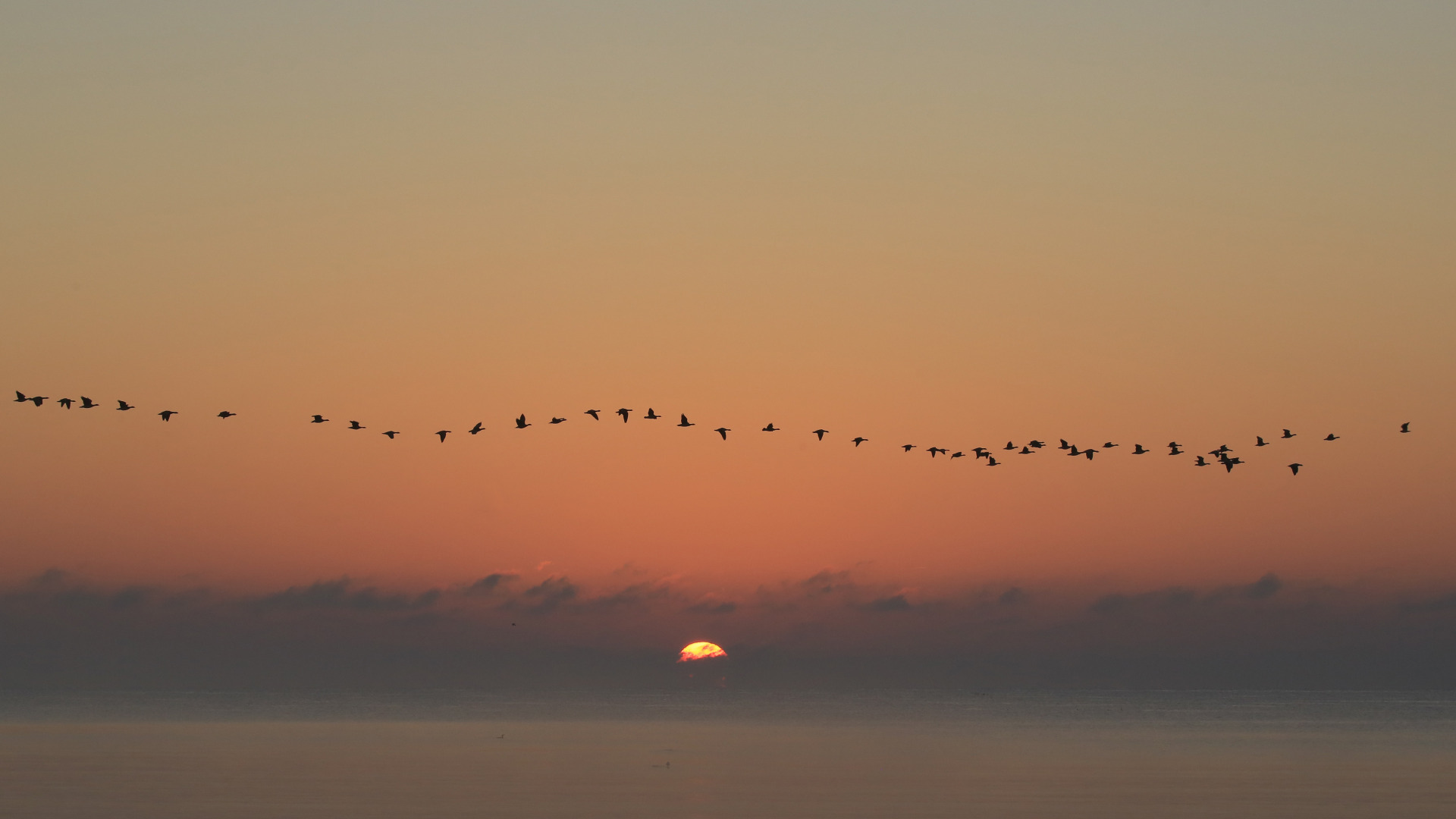 Nature Landscape Sunset Birds Horizon Minimalism Clouds Photography 1920x1080