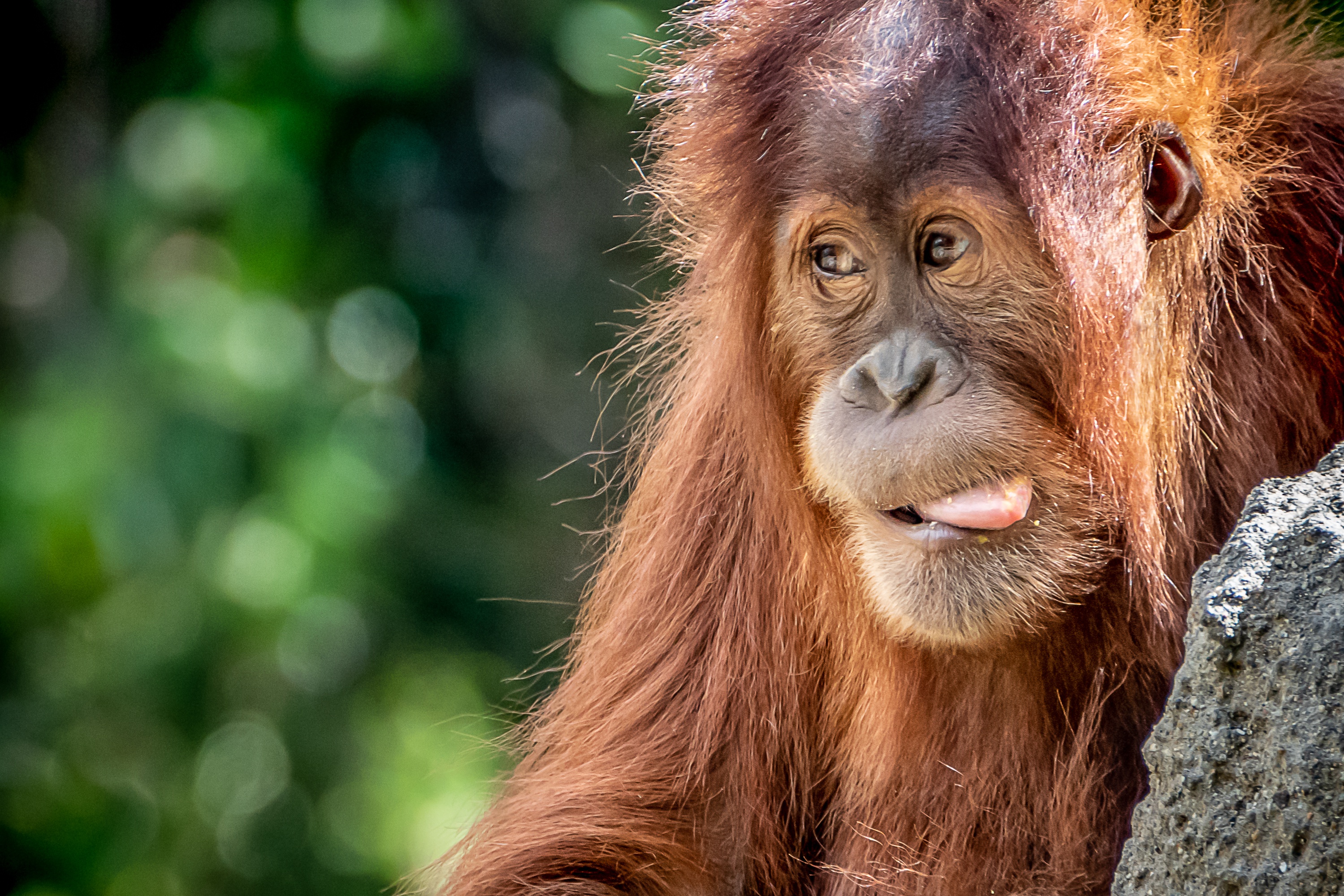 Bokeh Monkey Orangutan Primate Wildlife 2999x2000