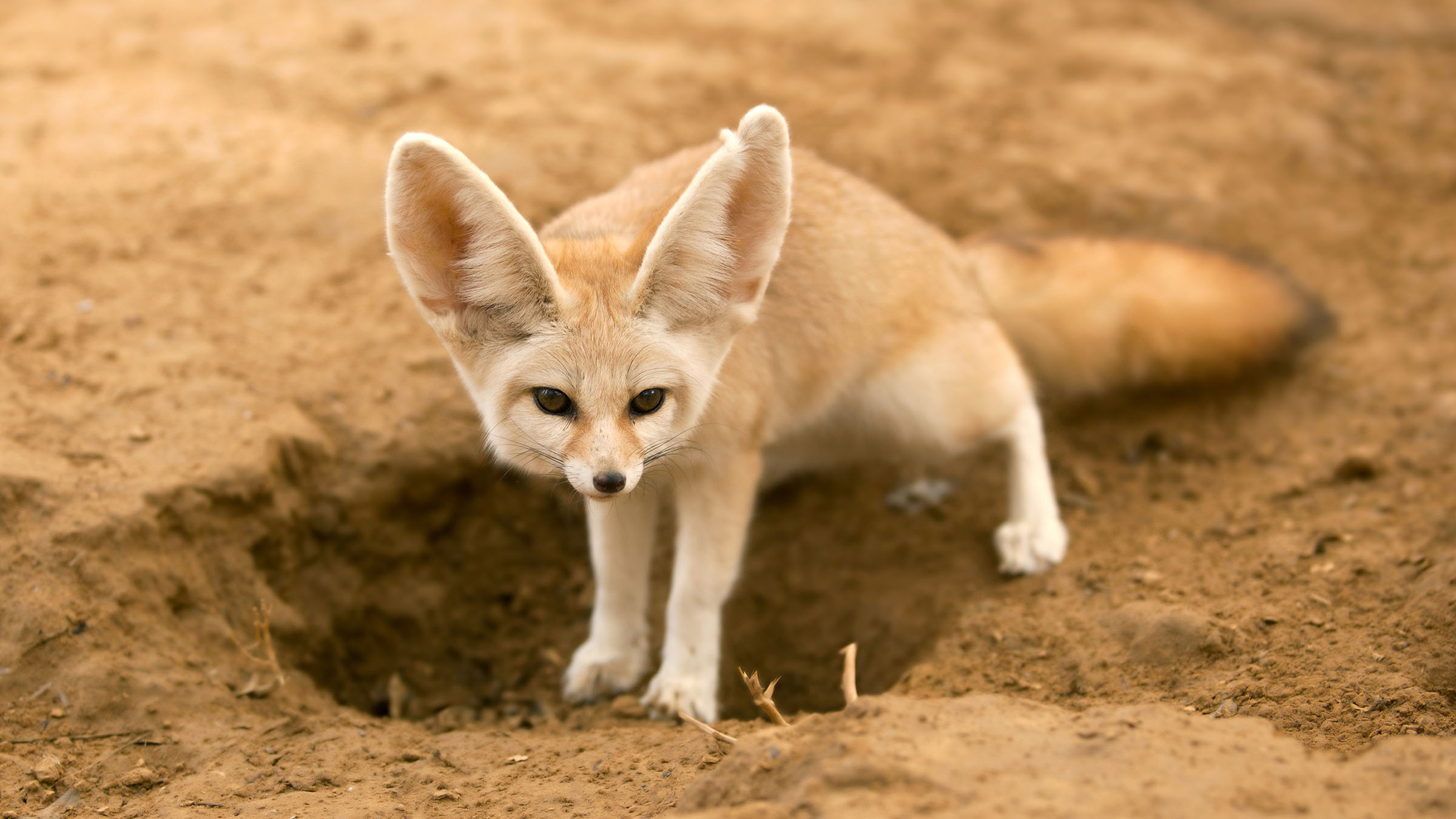 Fennec Fox Wildlife 2400x1350