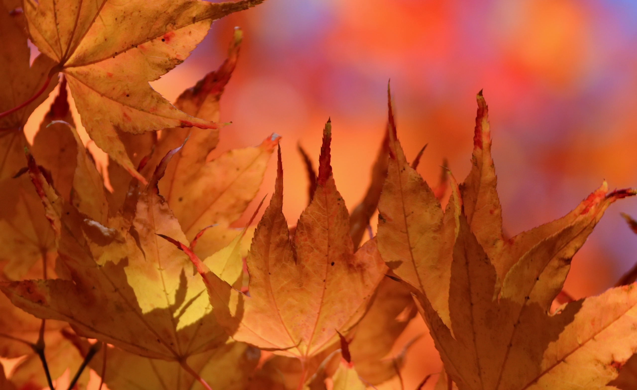 Fall Leaf Macro Nature 2560x1568