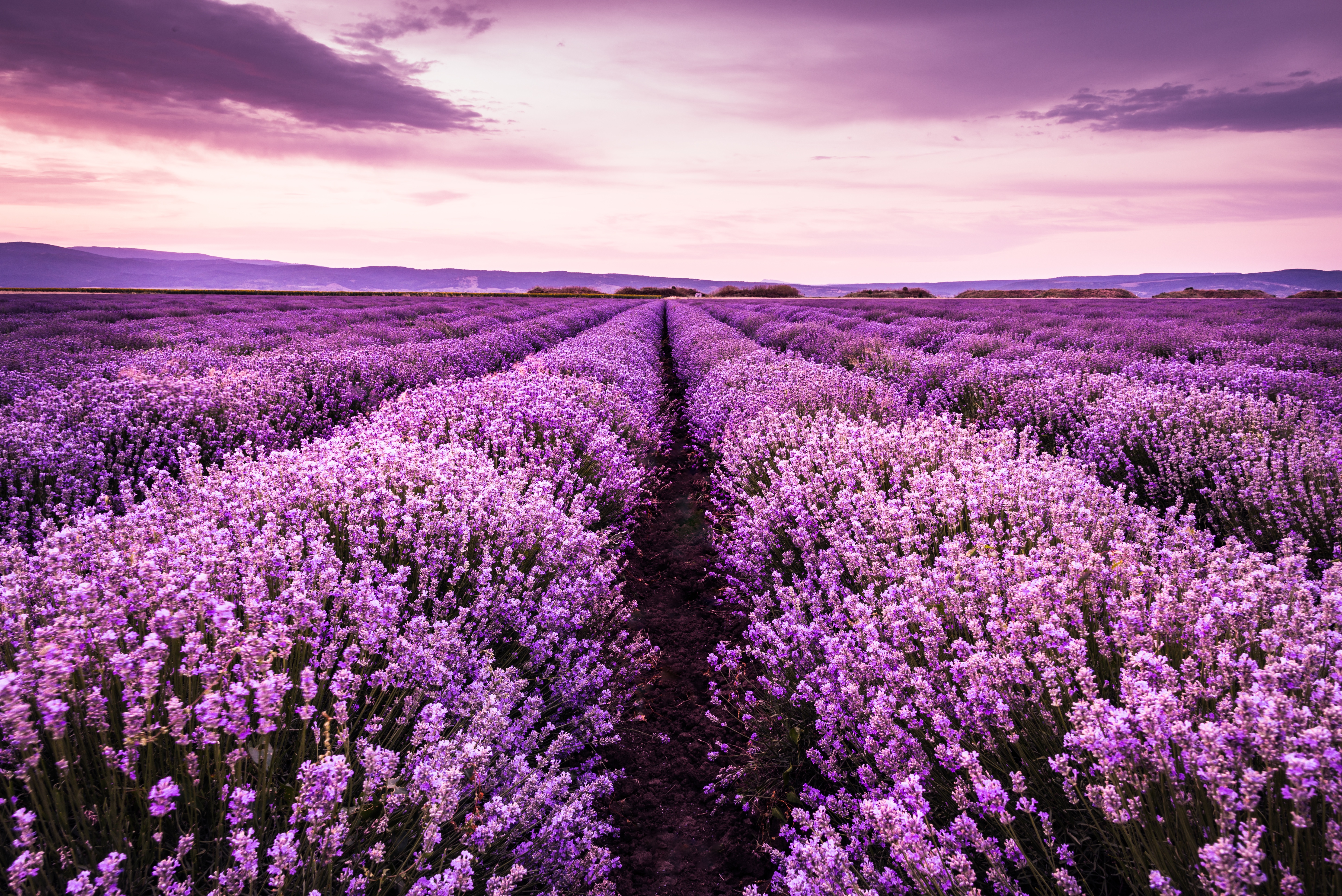 Field Flower Landscape Lavender Purple Flower Sky Summer Sunset 5788x3864
