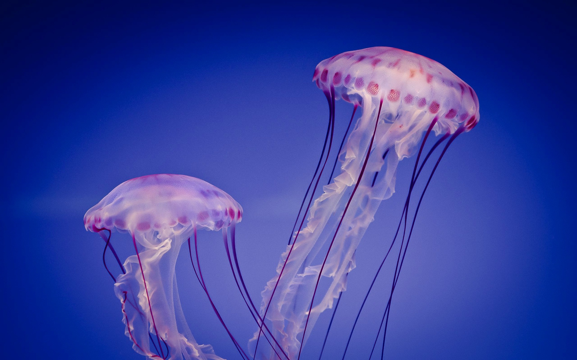 Jellyfish Sea Life Underwater 1920x1200