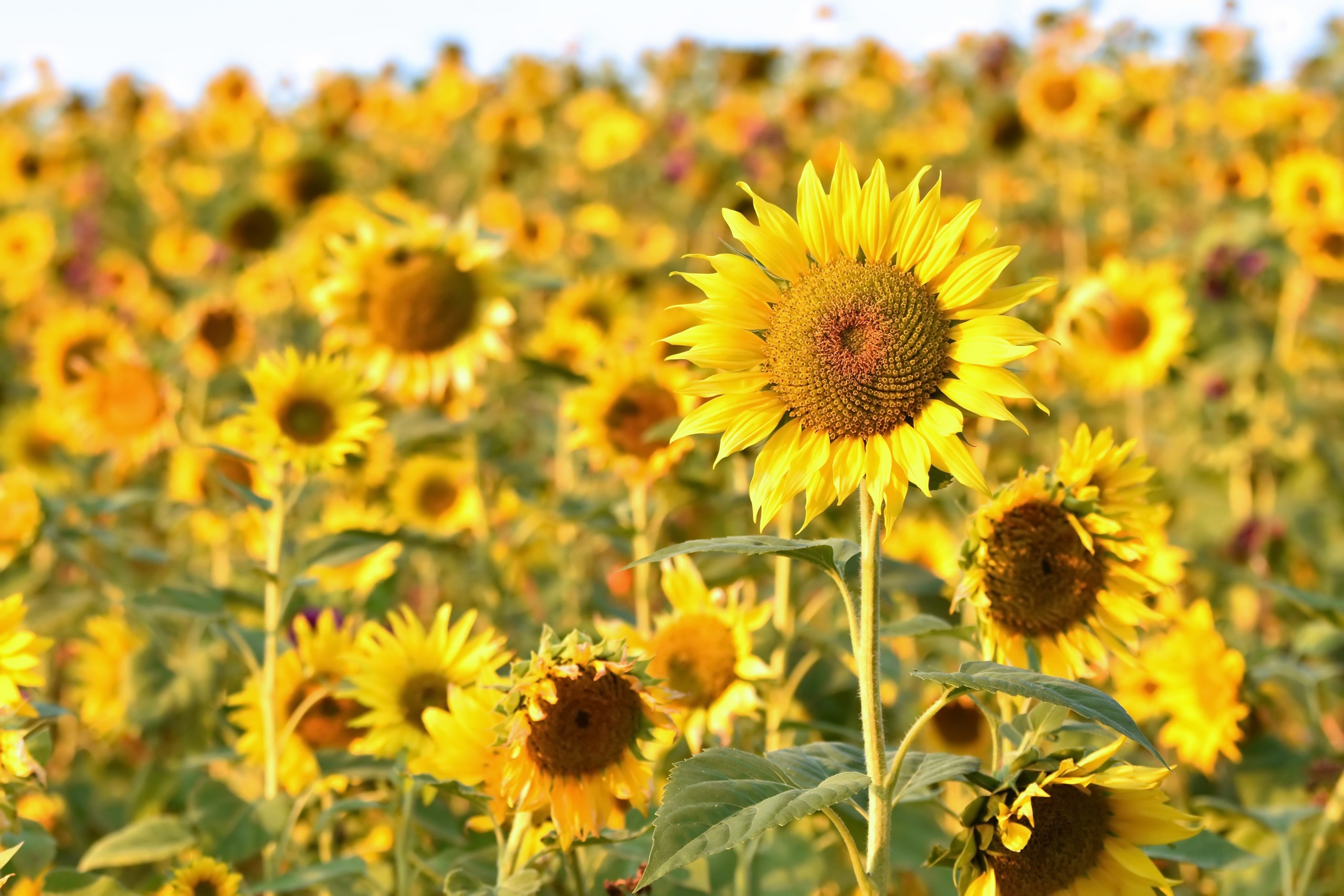 Flower Nature Summer Sunflower Yellow Flower 2560x1707