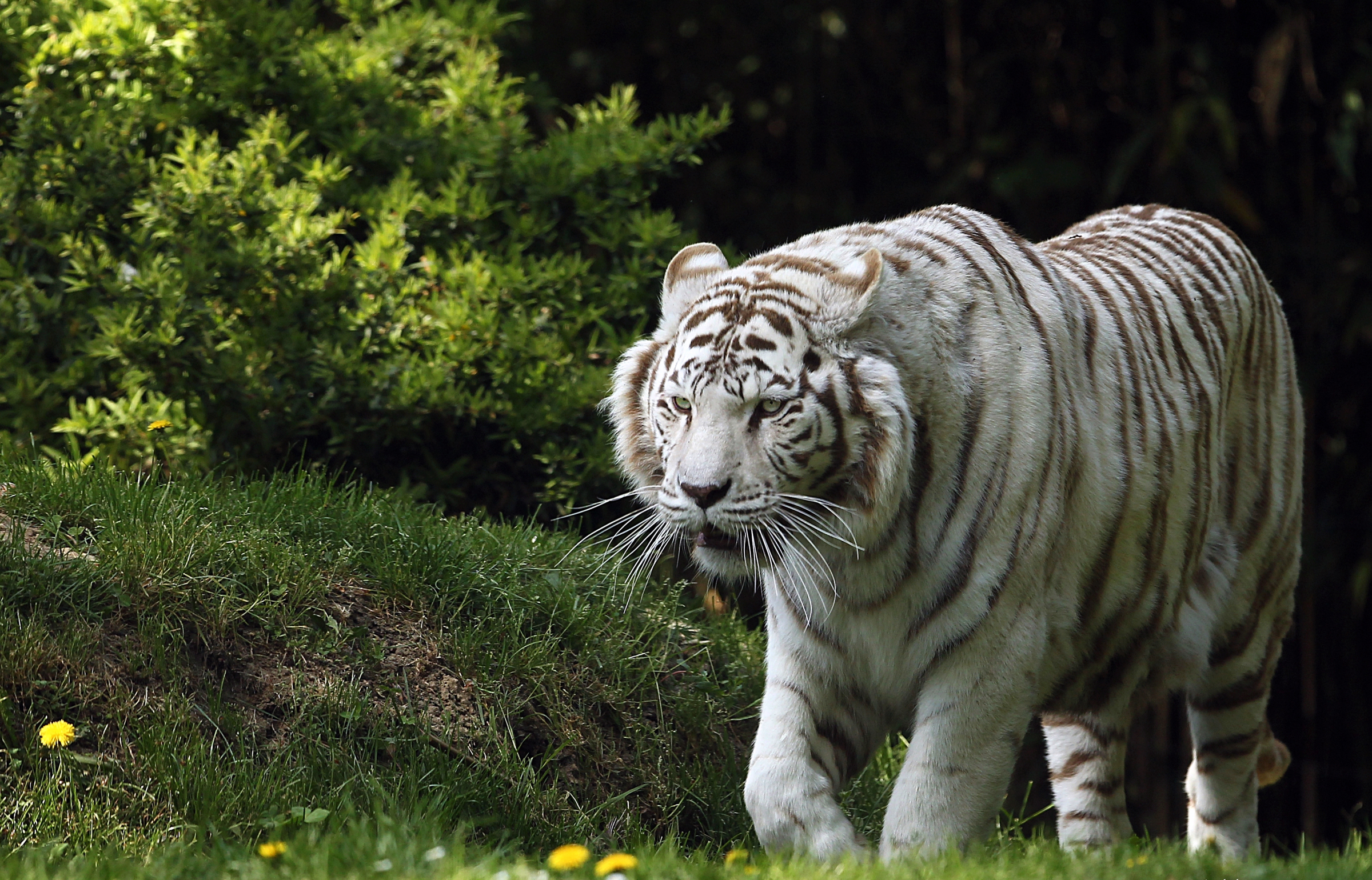Big Cat Tiger White Tiger Wildlife Predator Animal 2400x1540