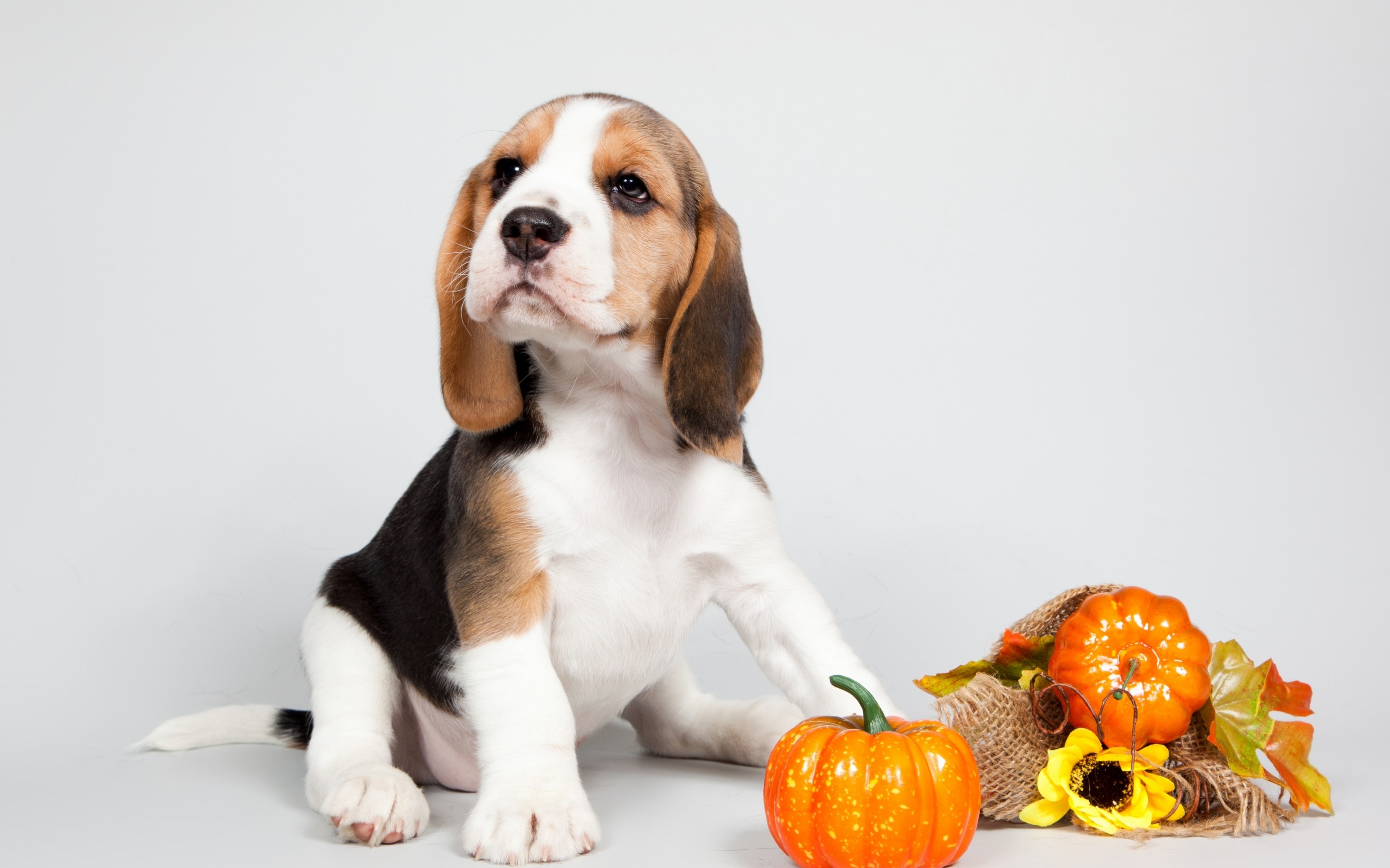 Beagle Dog Puppy 2880x1800