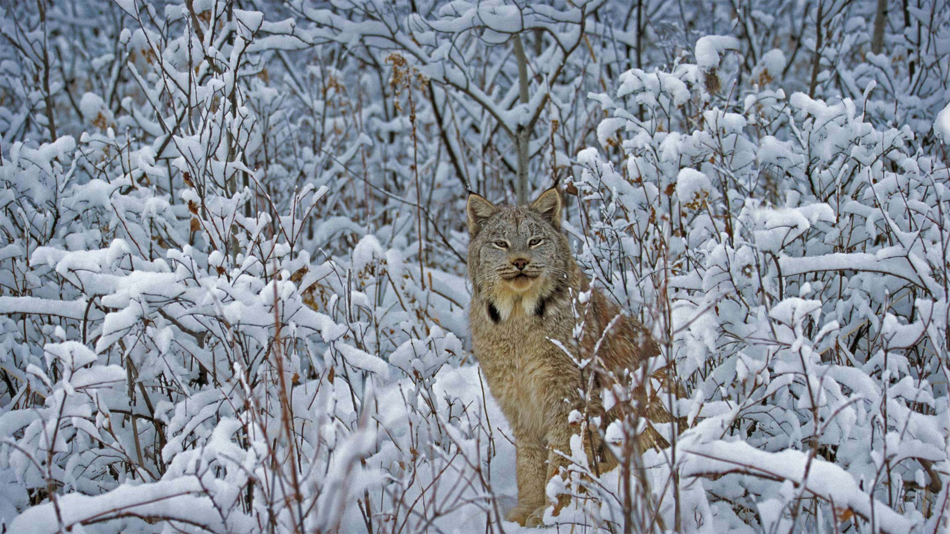Bing Photography Nature Canada Lynx Big Cats Mammals Animals Snow Winter 1920x1080