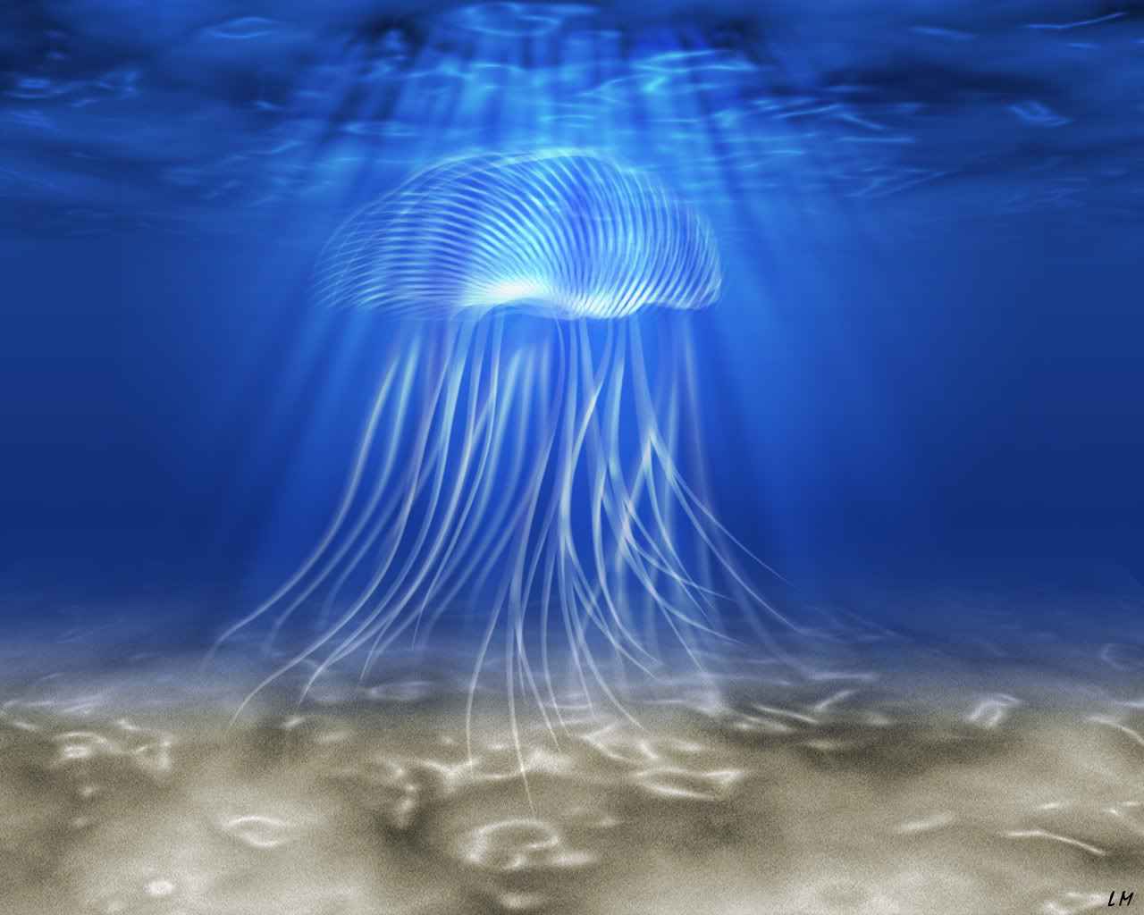 Animal Jellyfish 1280x1024