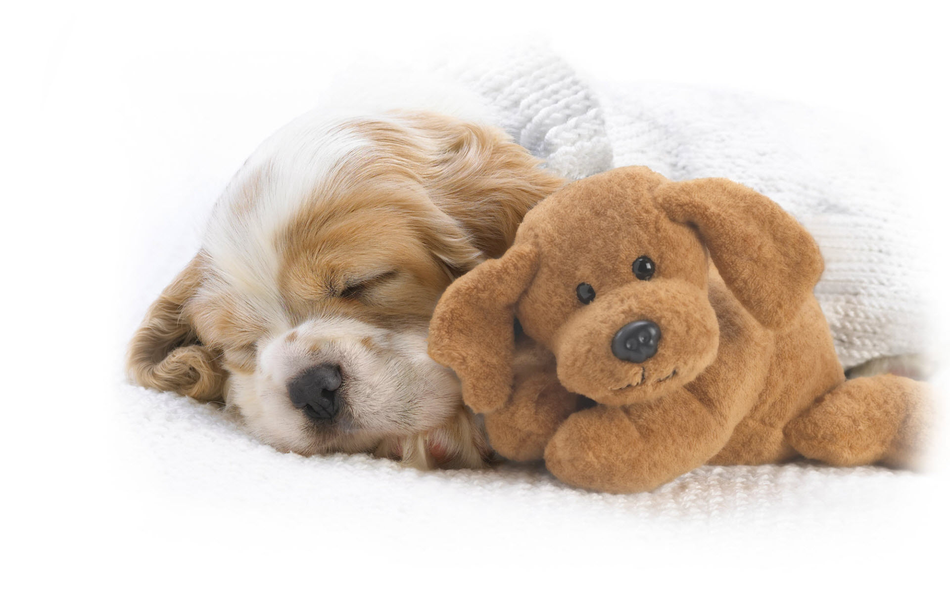 Animal Cute Dog Puppy Sleeping Stuffed Animal Toy 1920x1200