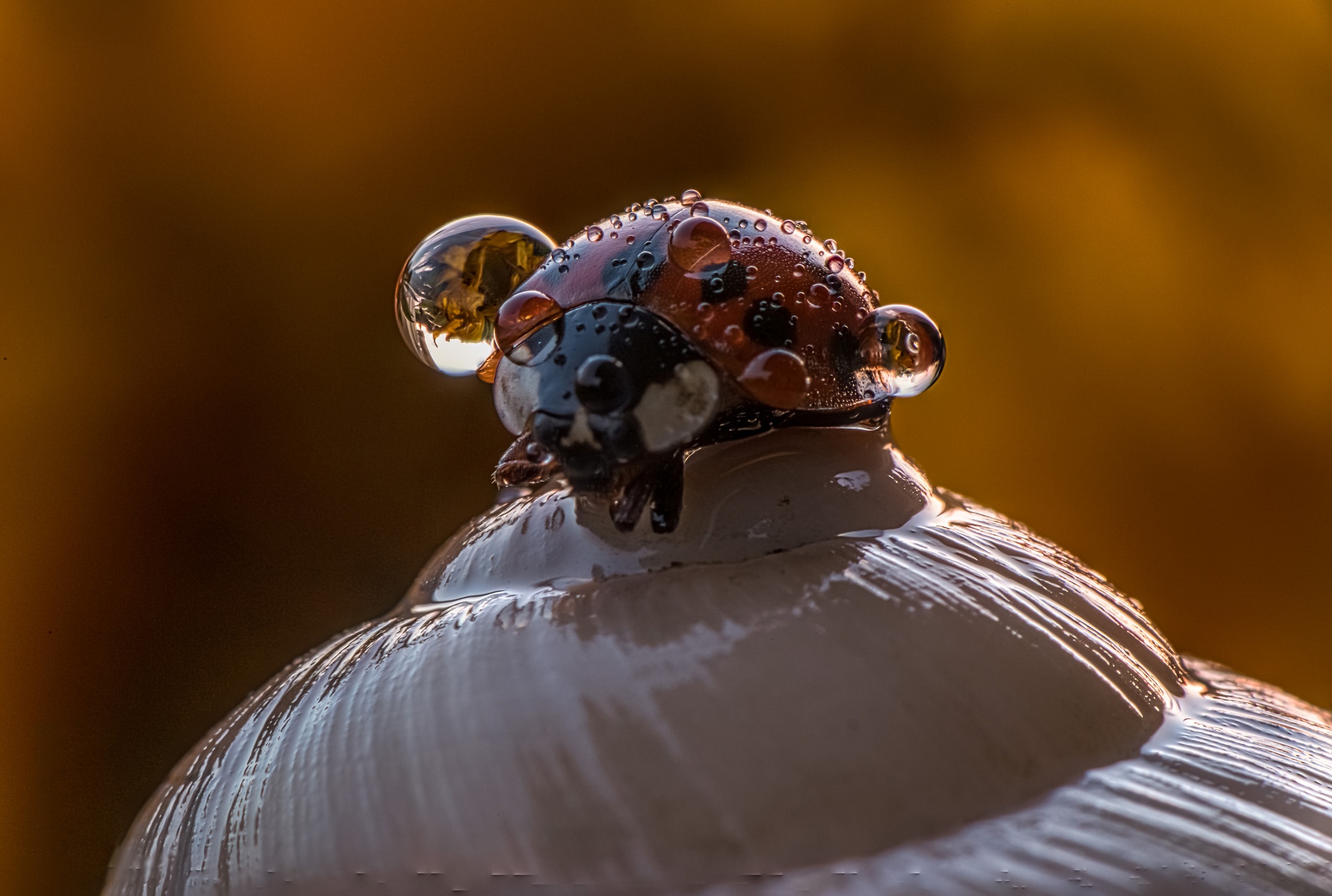Insect Ladybug Macro Water Drop 2048x1379