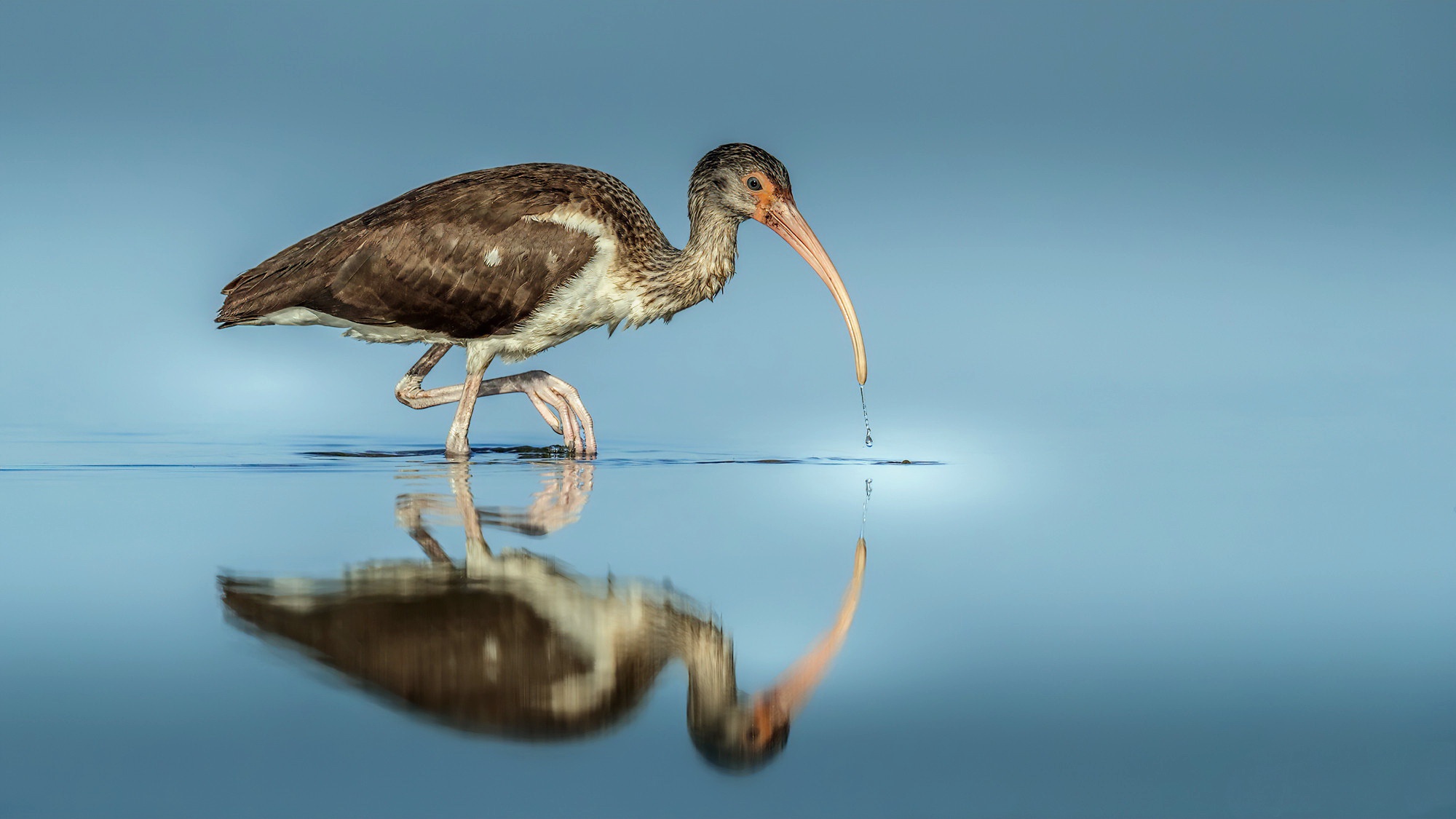 Bird Ibis Reflection Wildlife 2000x1125