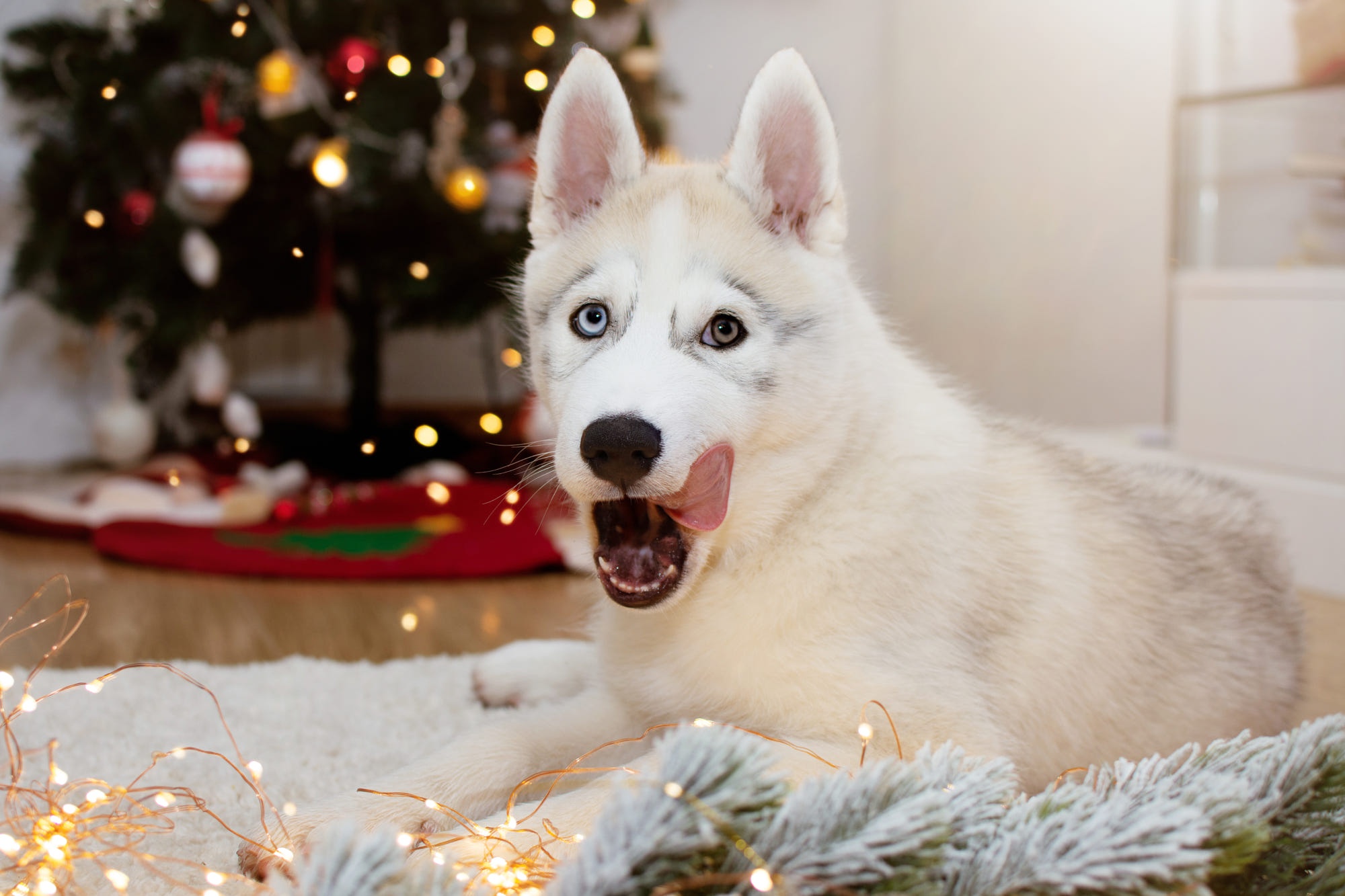 Christmas Dog Husky Pet 2000x1333