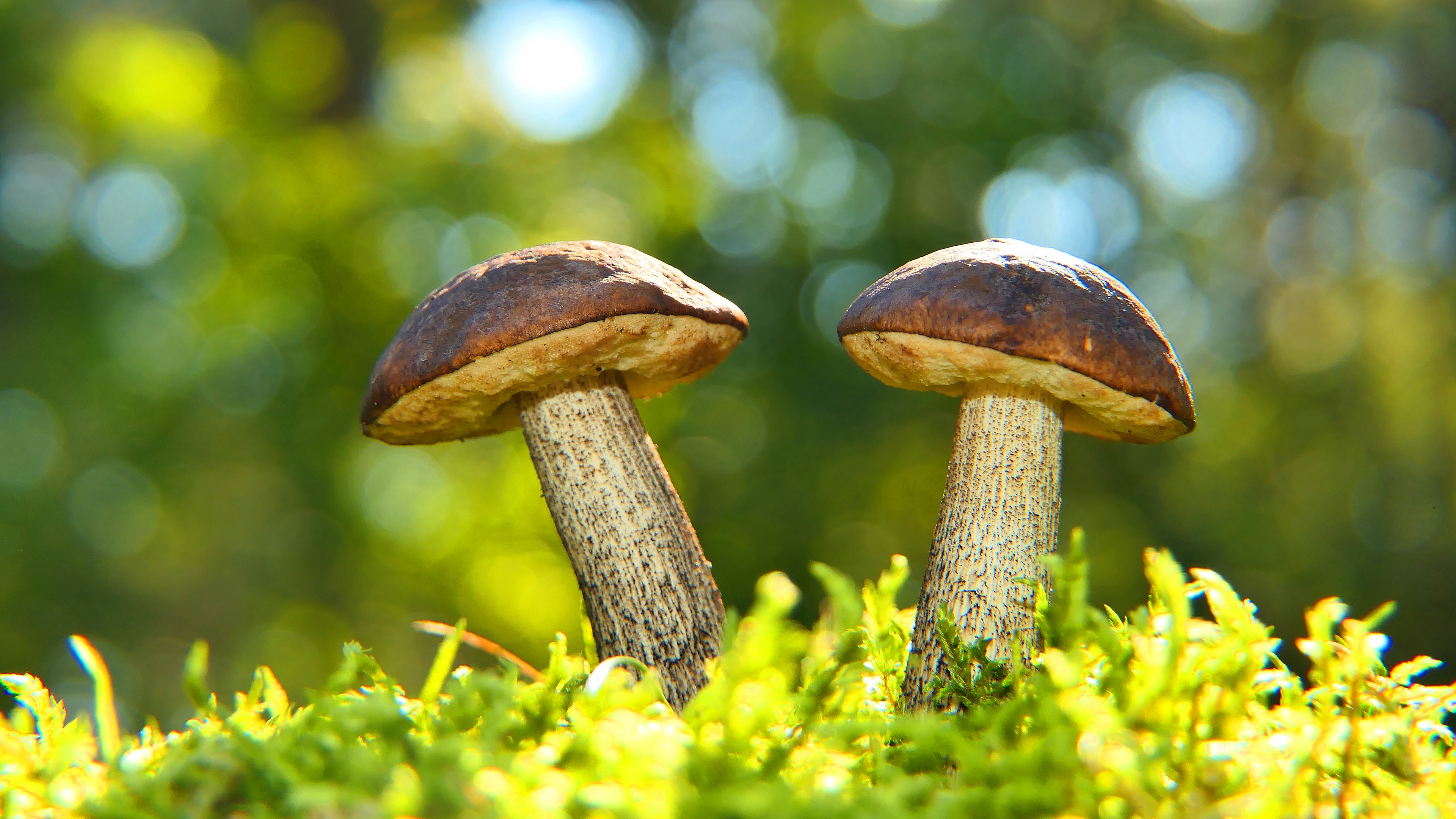 Bokeh Macro Mushroom Nature 3840x2160