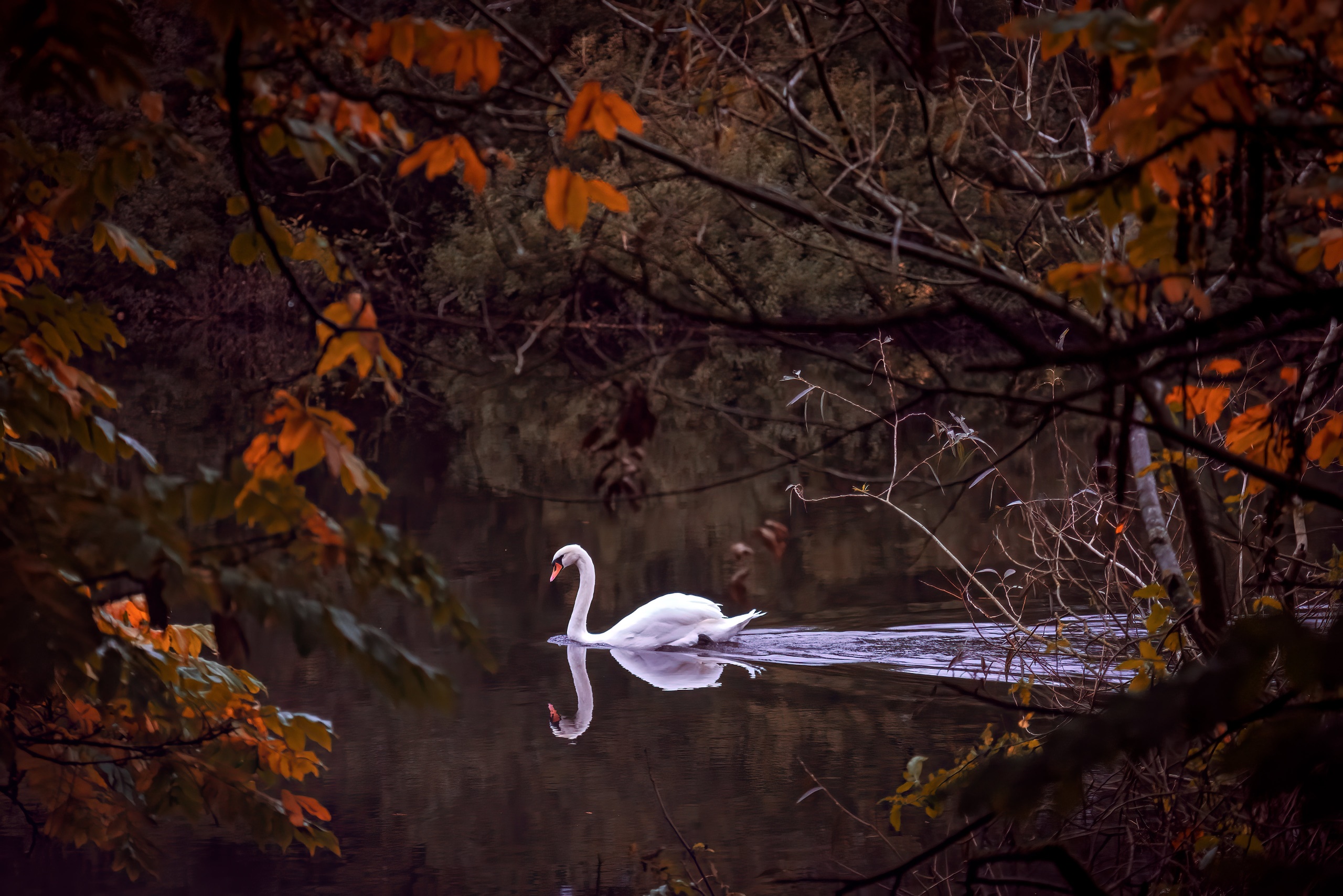 Animals Birds Swan Nature Outdoors Water Trees Leaves Fall Reflection 2560x1708