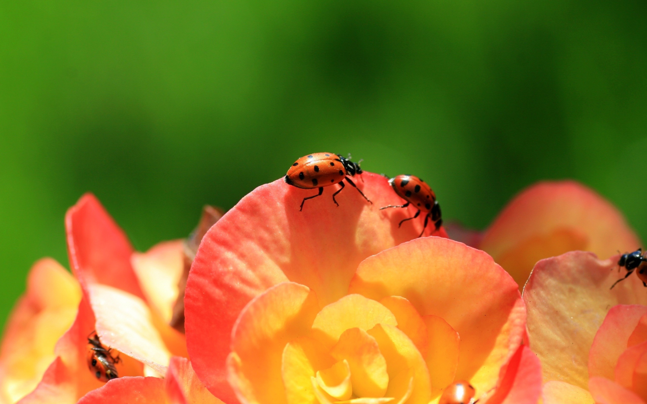 Animal Ladybug 2560x1600