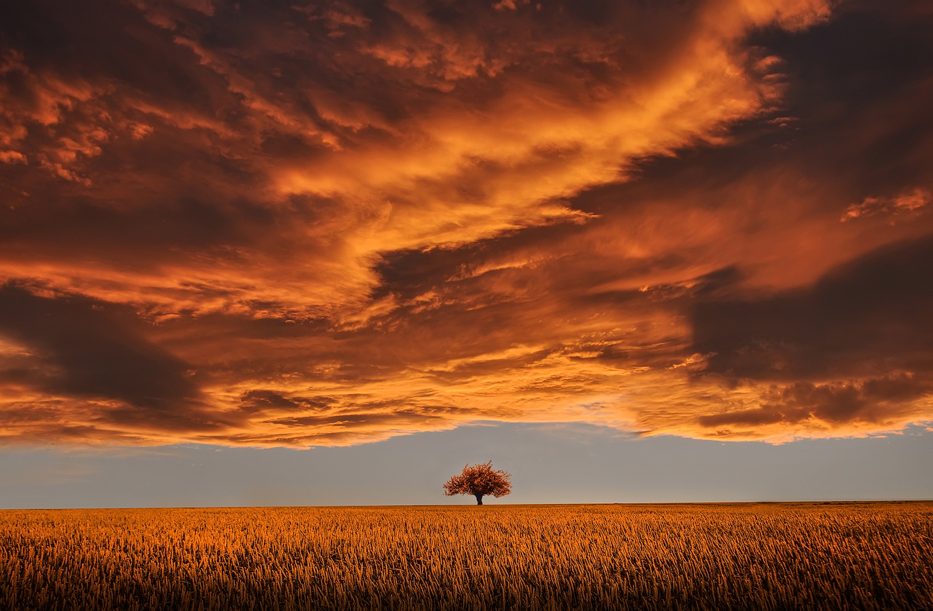 Cloud Earth Field Sky Tree Orange Color 1920x1258