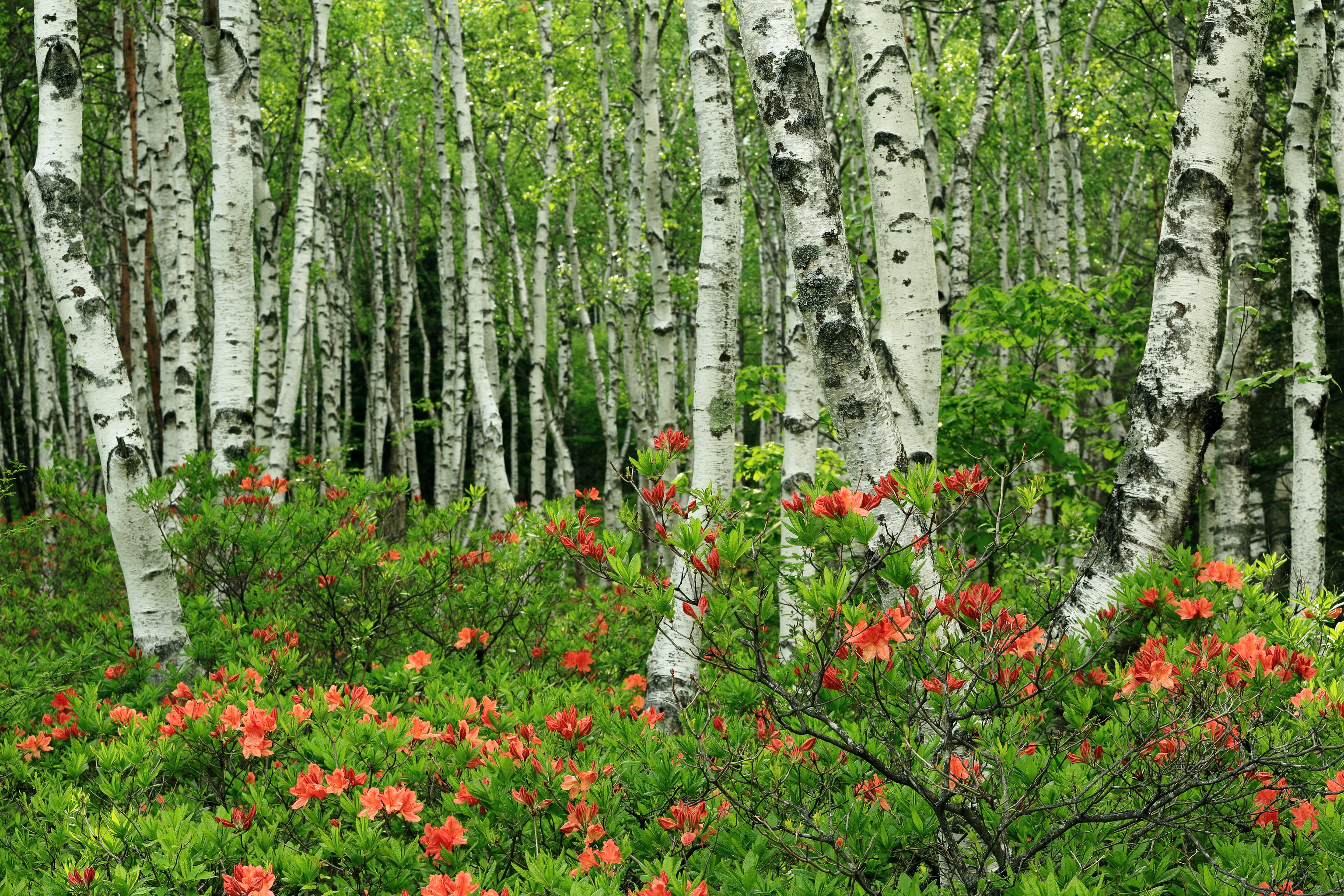 Birch Flower Forest Spring 3072x2048