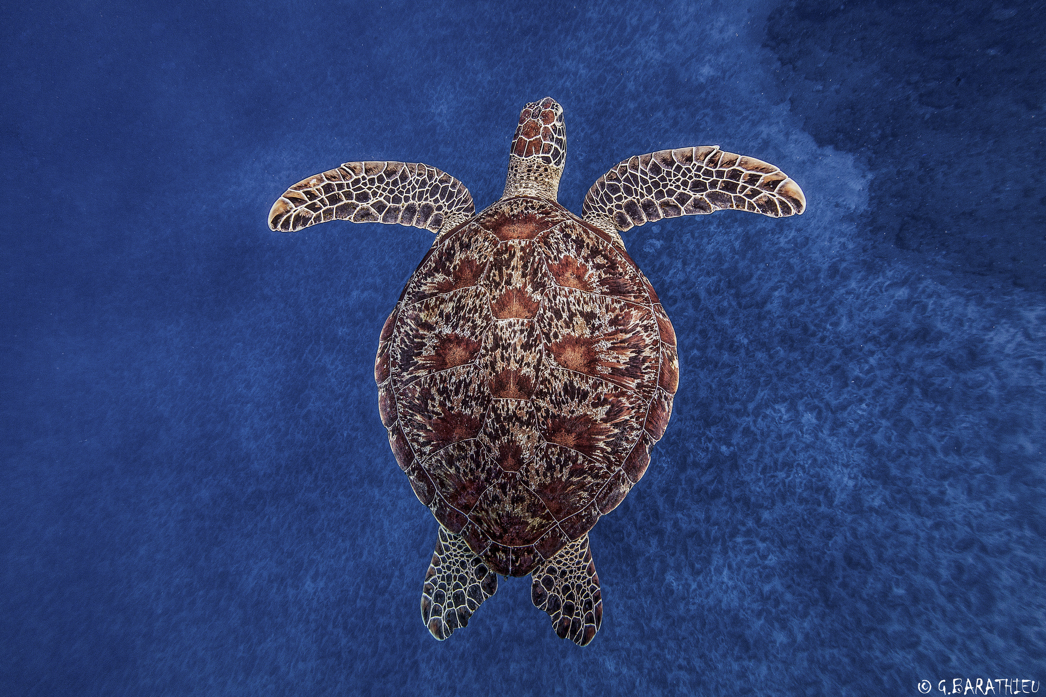 Animal Turtle 2048x1365