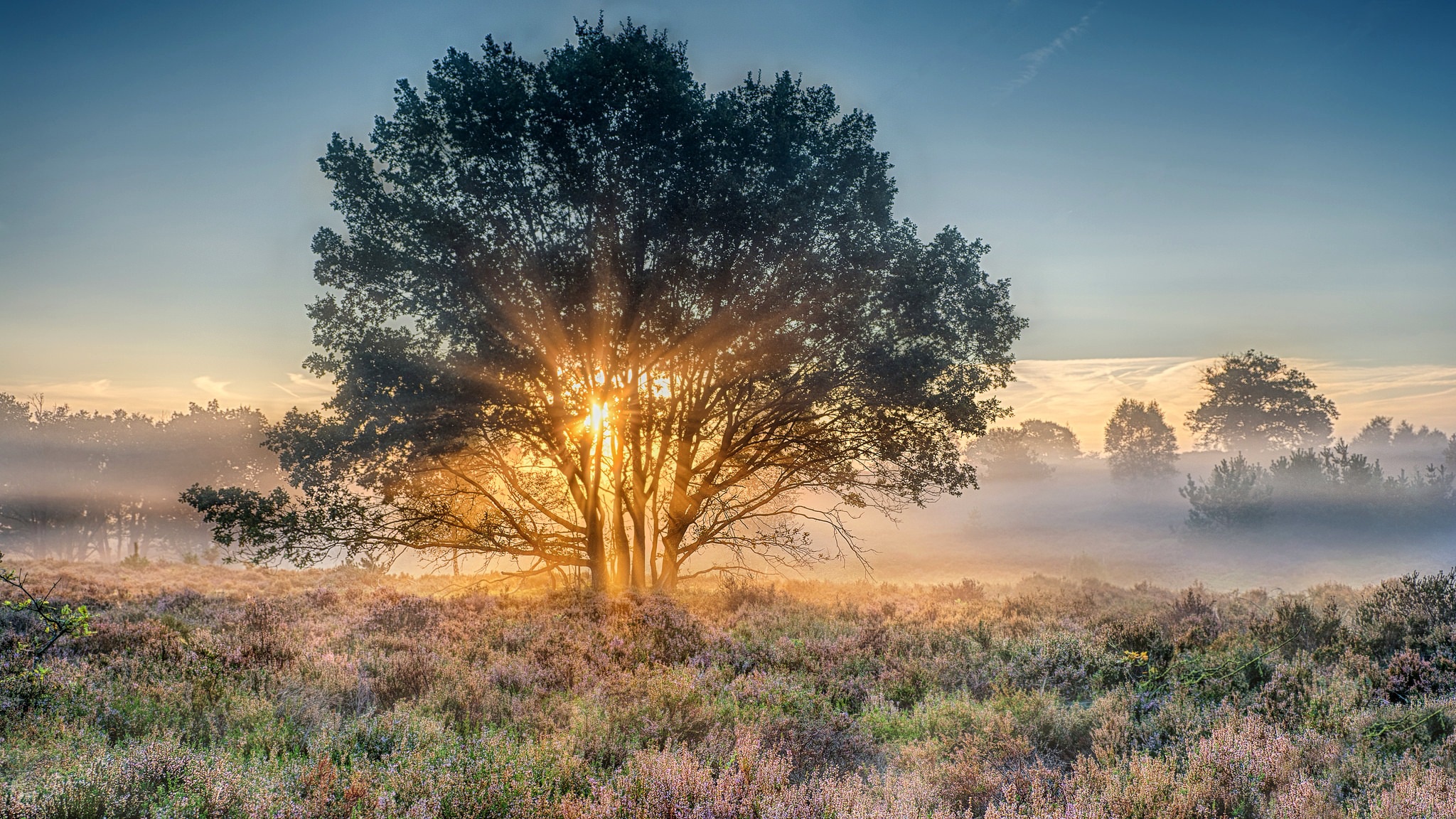 Fog Nature Sunbeam Sunrise Tree 2048x1152