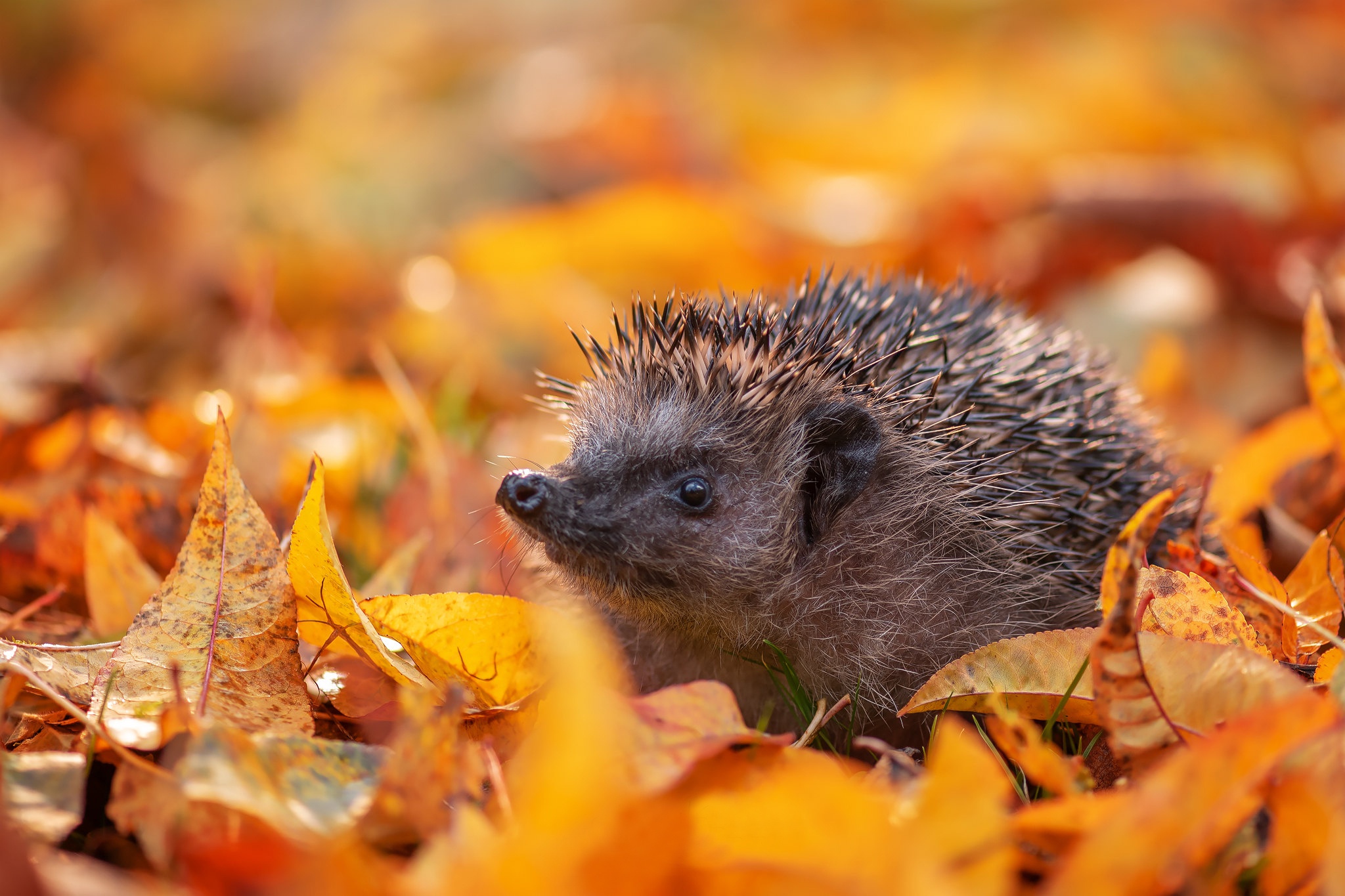 Hedgehog Animals Mammals Fall Leaves Plants 2048x1365